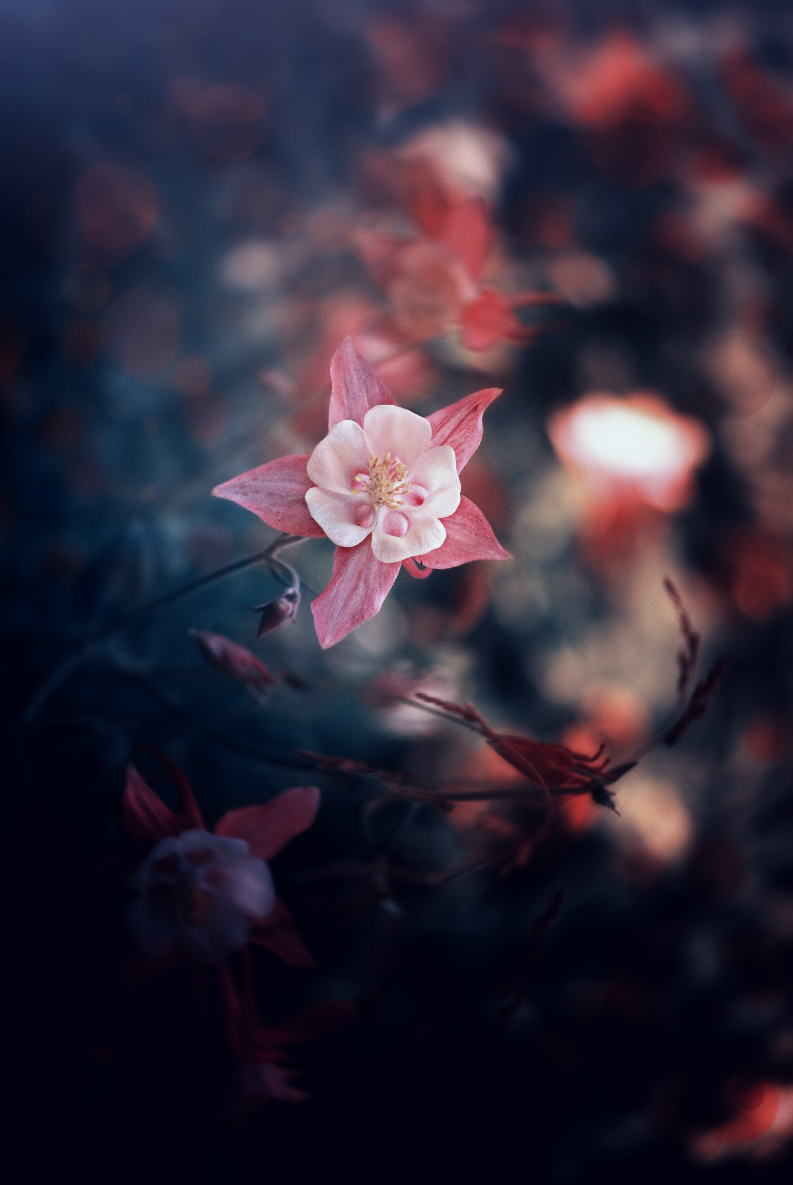 blur, flower, flowers, pink, leaves, smooth, petals, bloom, flowering High Definition image