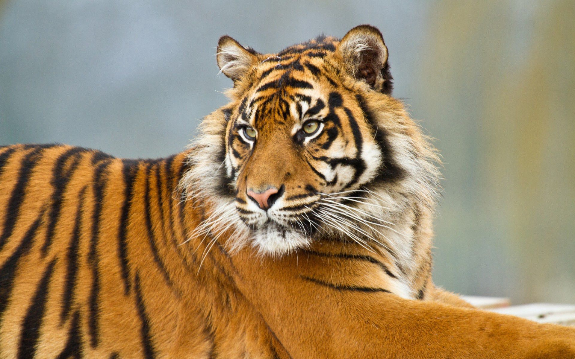 Download mobile wallpaper Animals, Striped, Big Cat, Predator, Tiger for free.