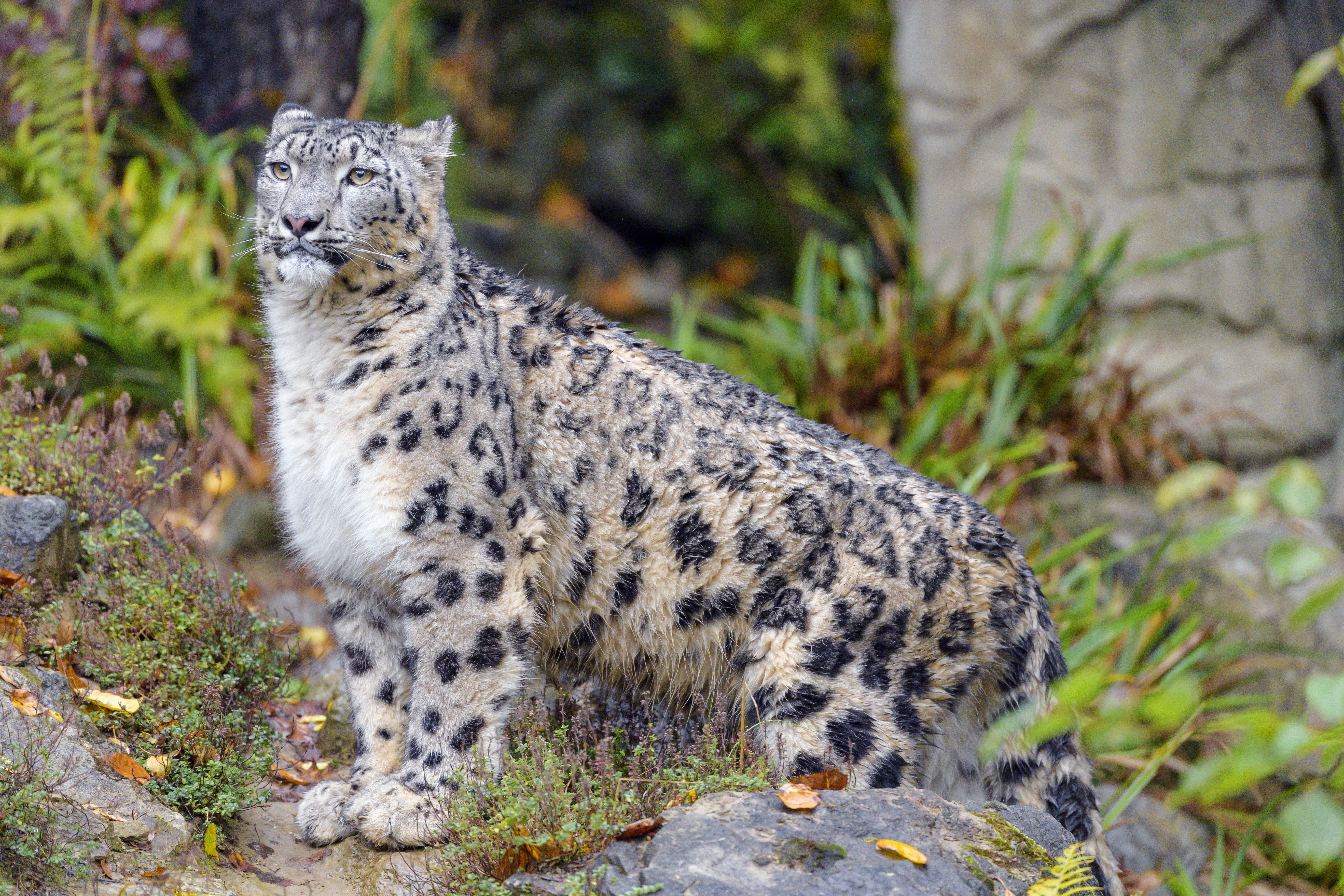145291 baixar papel de parede animais, snow leopard, gato grande, animal, irbis, selvagem - protetores de tela e imagens gratuitamente