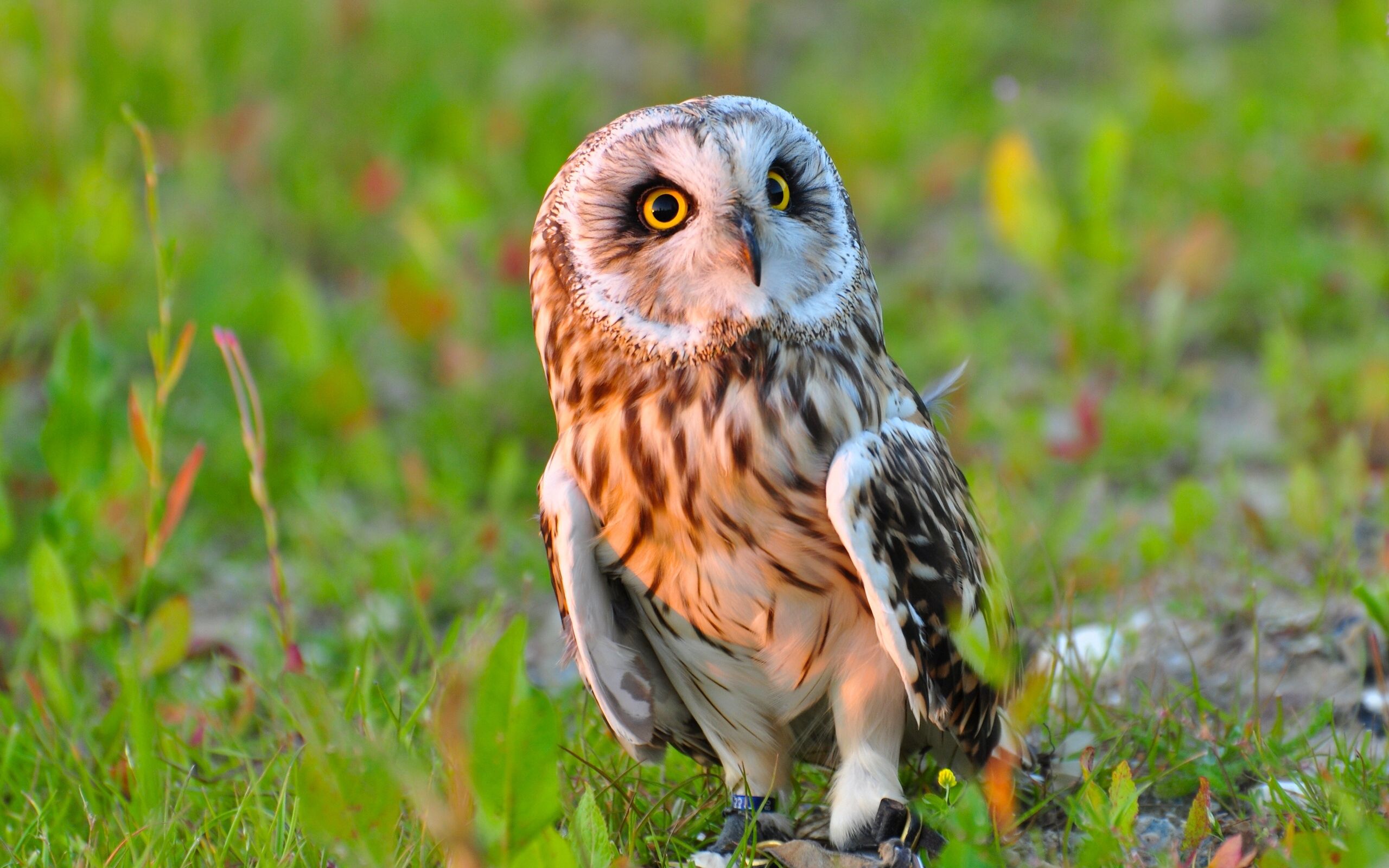 owl, grass, animals, bird, predator