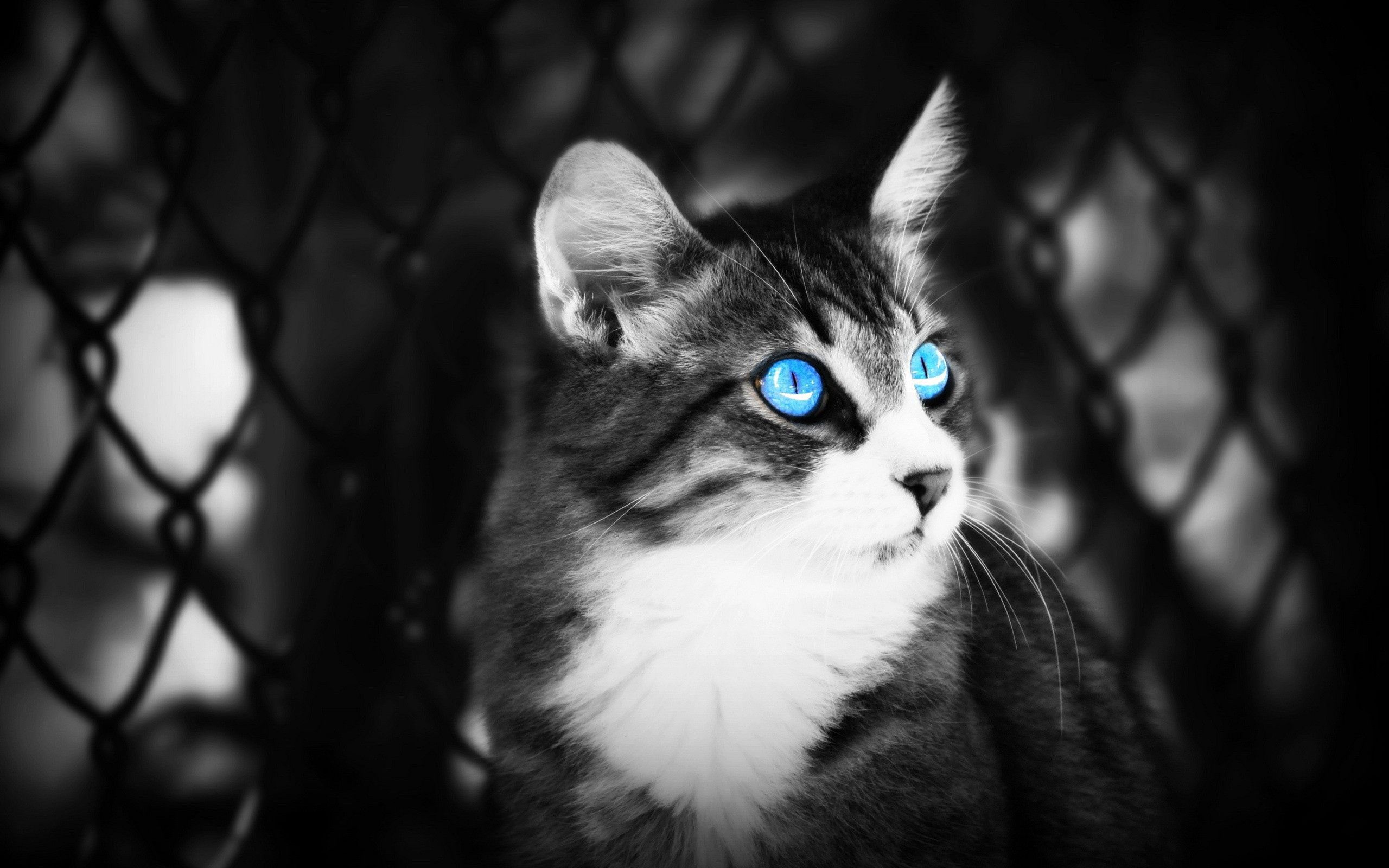 wallpapers eyes, lie, animals, bw, cat, to lie down, chb, blue eyed