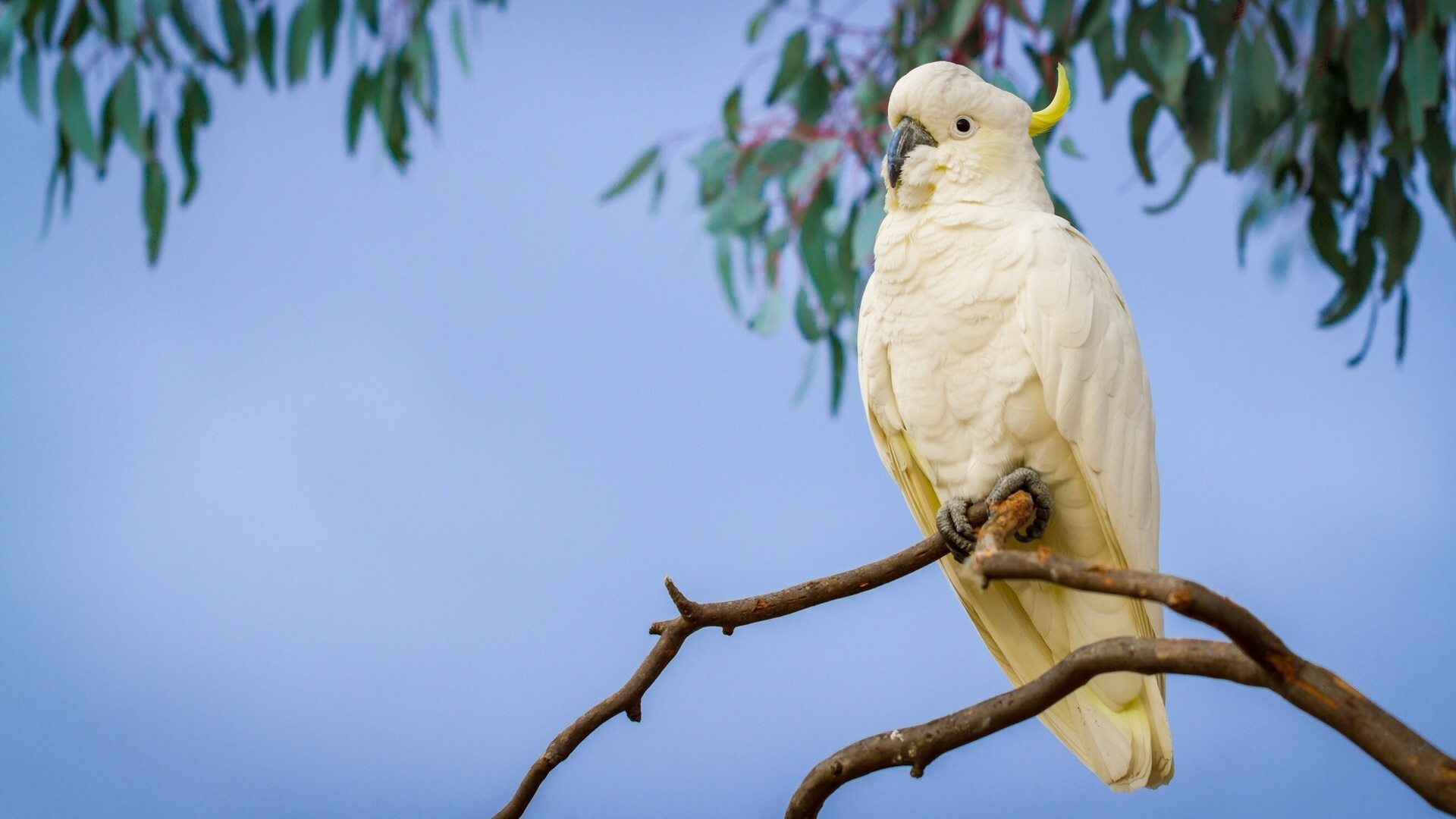 animal, sulphur crested cockatoo, bird, branch, cockatoo, parrot, birds lock screen backgrounds