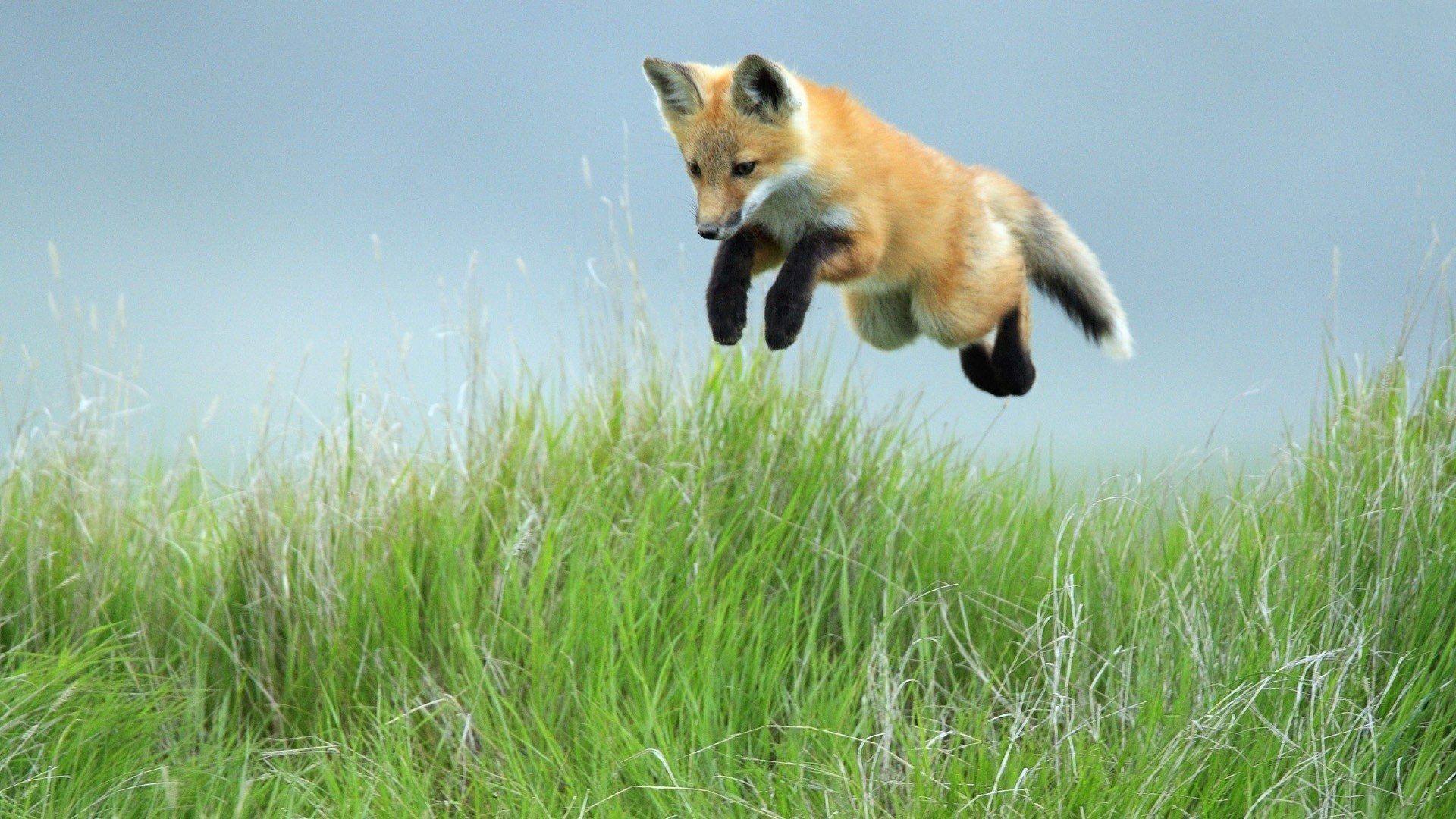 animals, grass, fox, jump, bounce, paws
