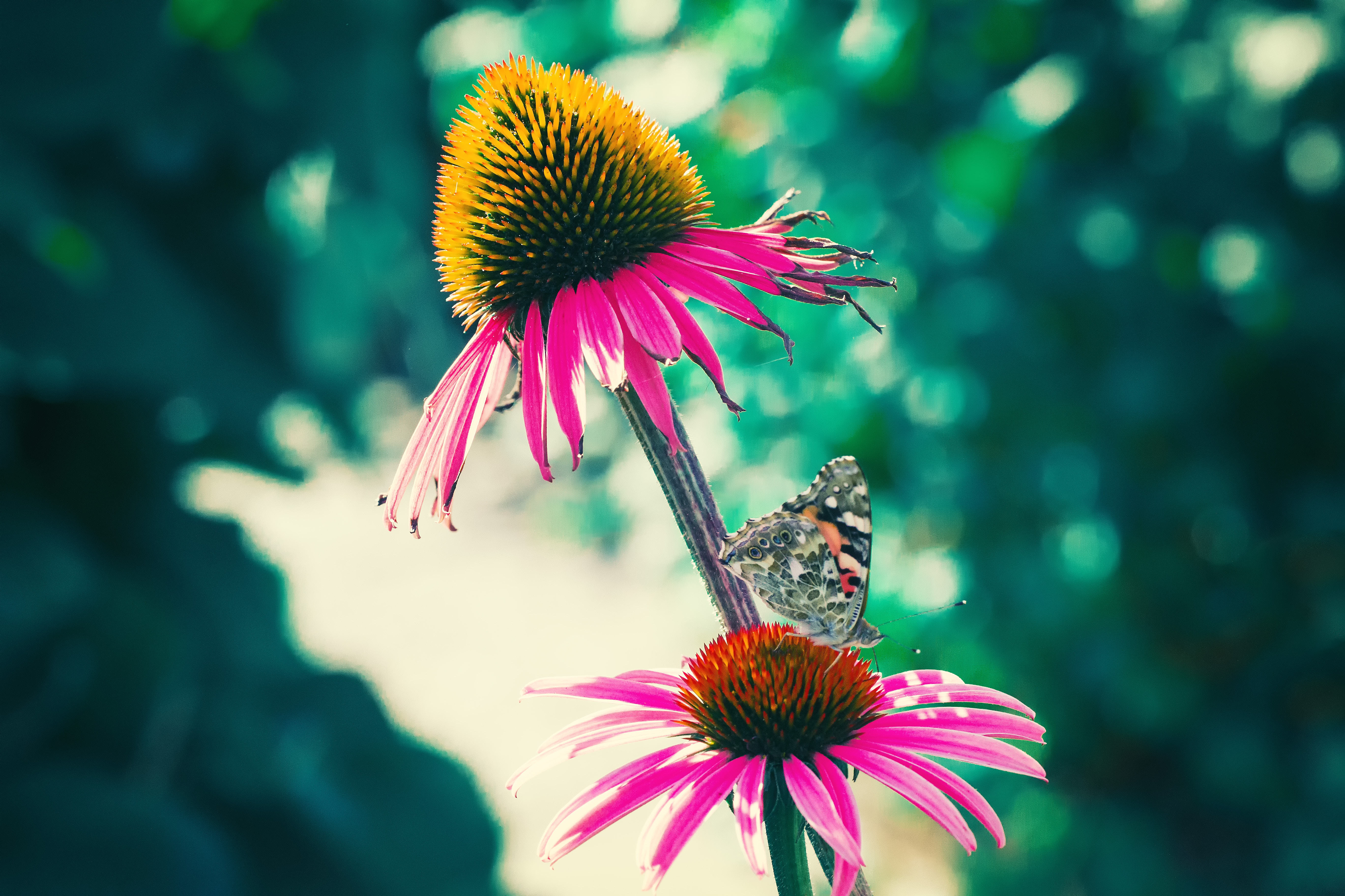 Download mobile wallpaper Butterfly, Macro, Flowers, Petals for free.