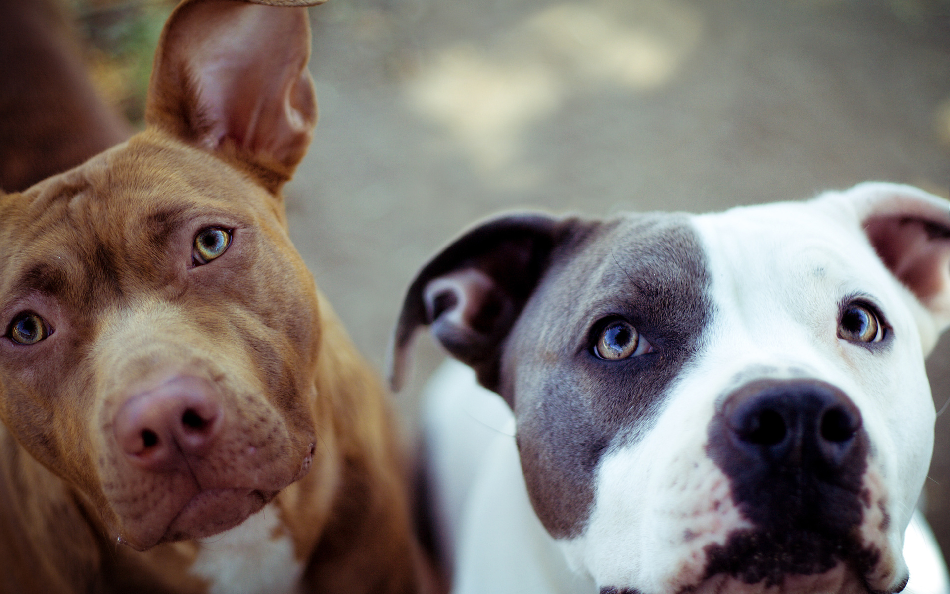 animal, pit bull, cute, dog, dogs High Definition image