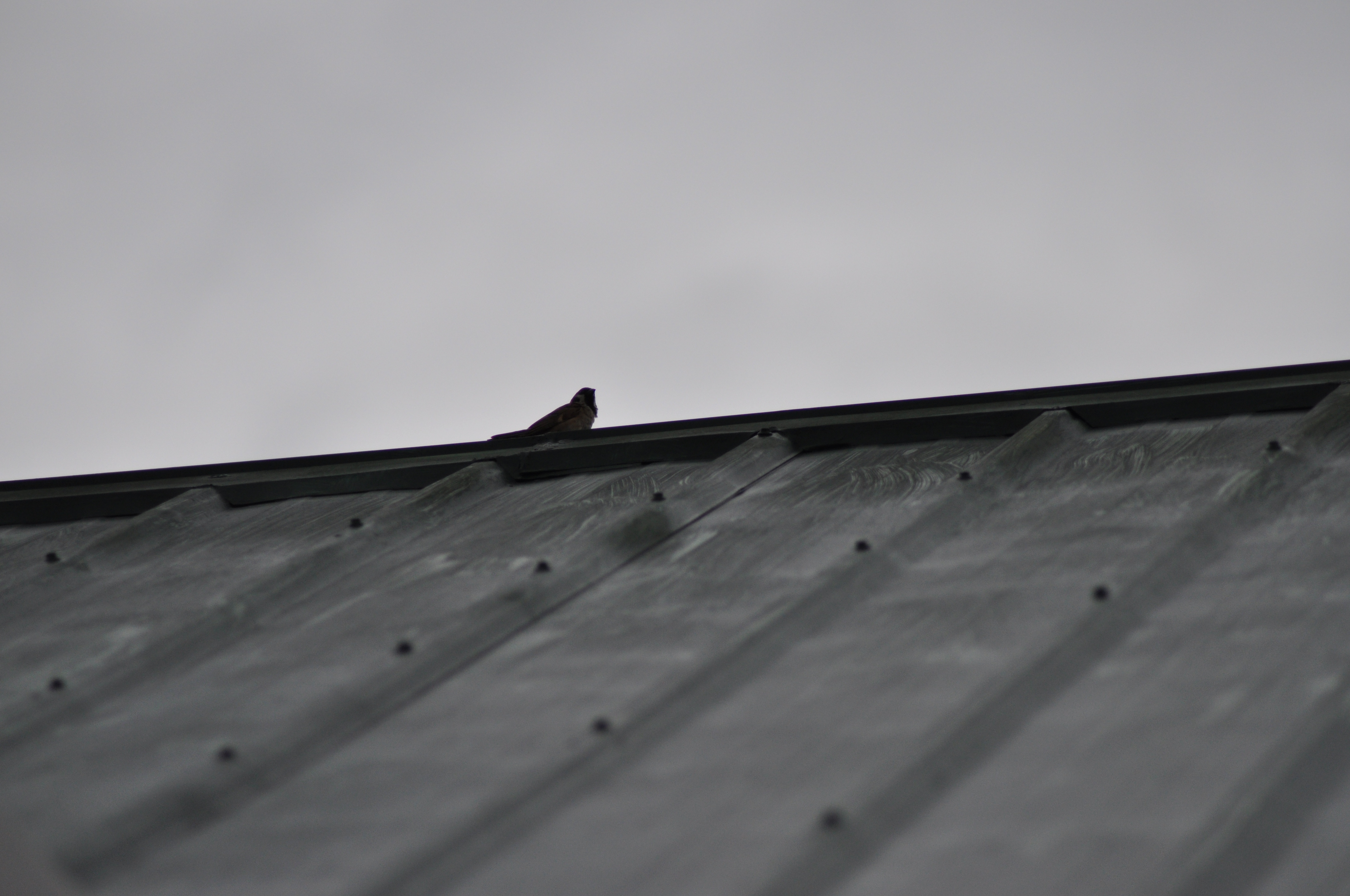 Download mobile wallpaper Roof, Animals, Sparrow, Chb, Bw, Bird for free.