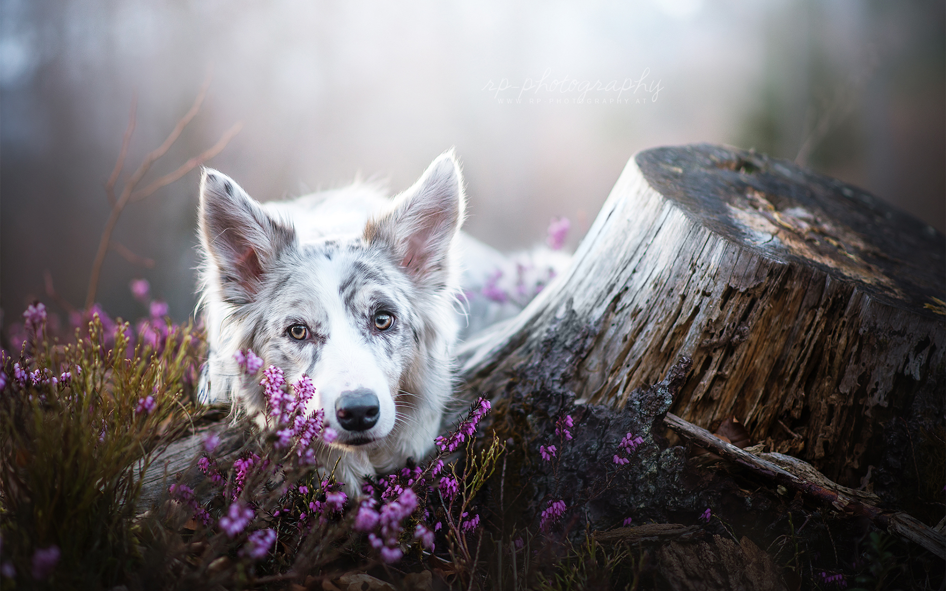 animal, border collie, dog, flower, stump, dogs HD wallpaper