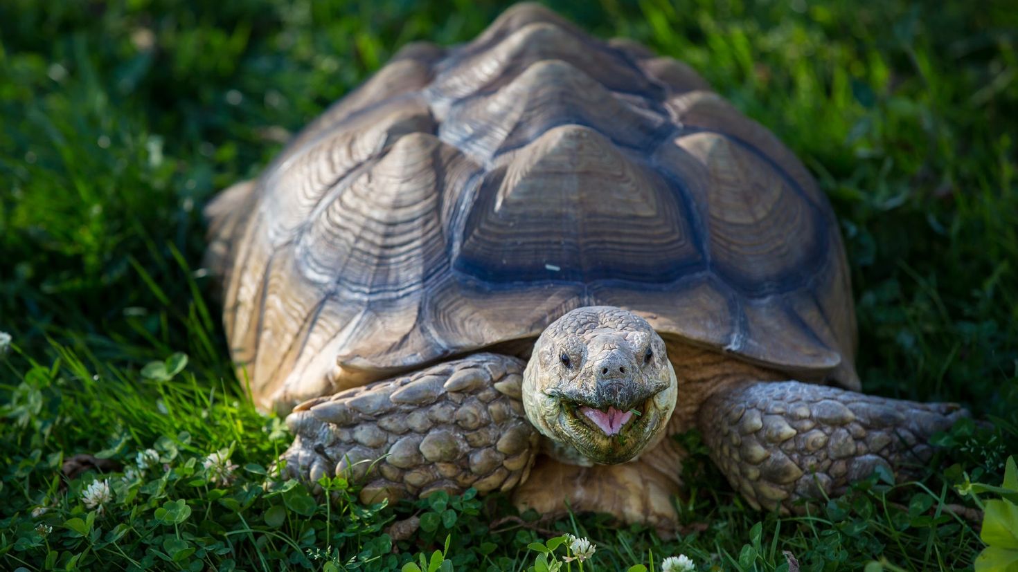 Ютуб черепахи. Прудовая черепаха Ривза. Дермохелис черепаха. Большая сухопутная черепаха. Комодская черепаха.