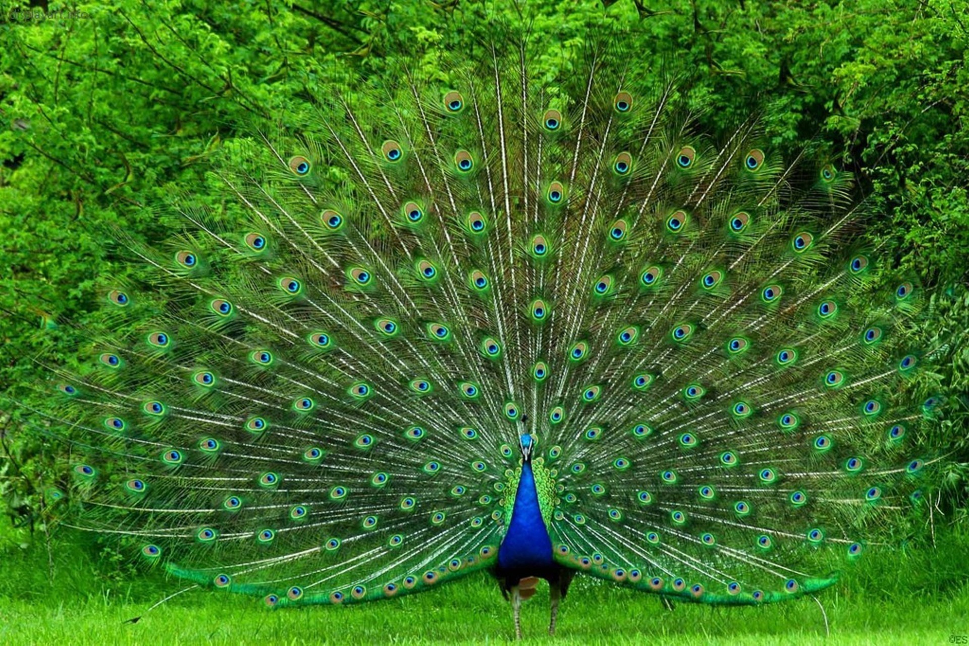 peacock, birds, animal