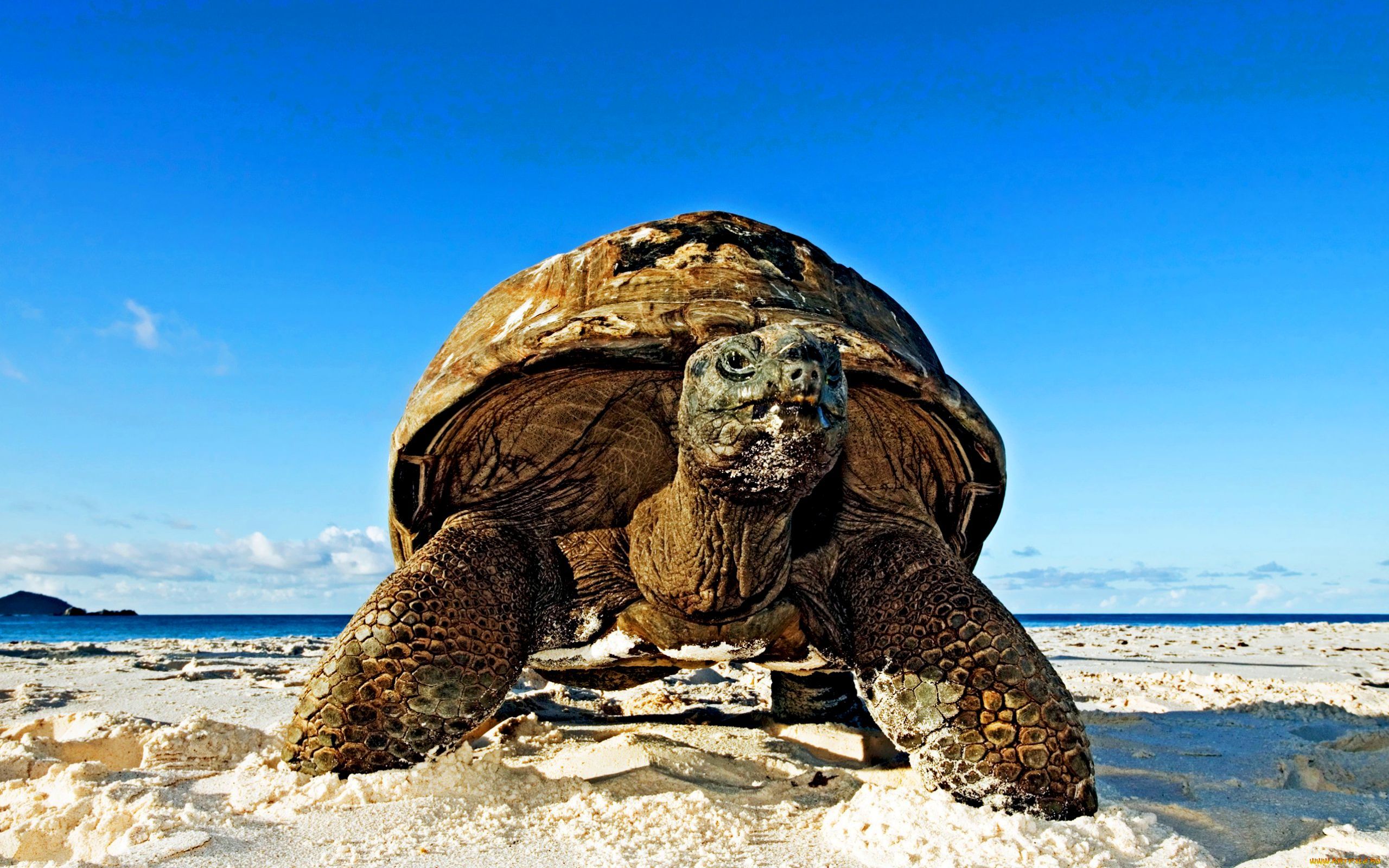41726 Hintergrundbild herunterladen tiere, turtles - Bildschirmschoner und Bilder kostenlos