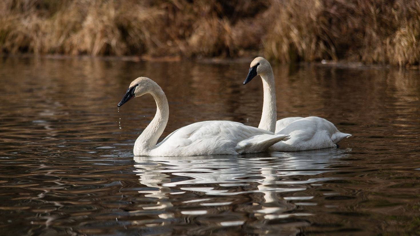 Swan's. Лебедь трубач. Белый лебедь. Лебеди фото высокого разрешения. Пара лебедей.