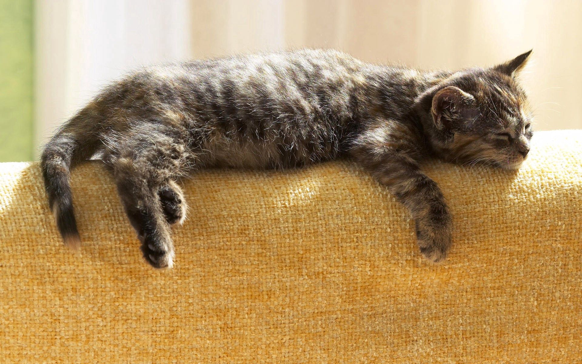 animals, kitty, kitten, to lie down, lie, relaxation, rest phone wallpaper