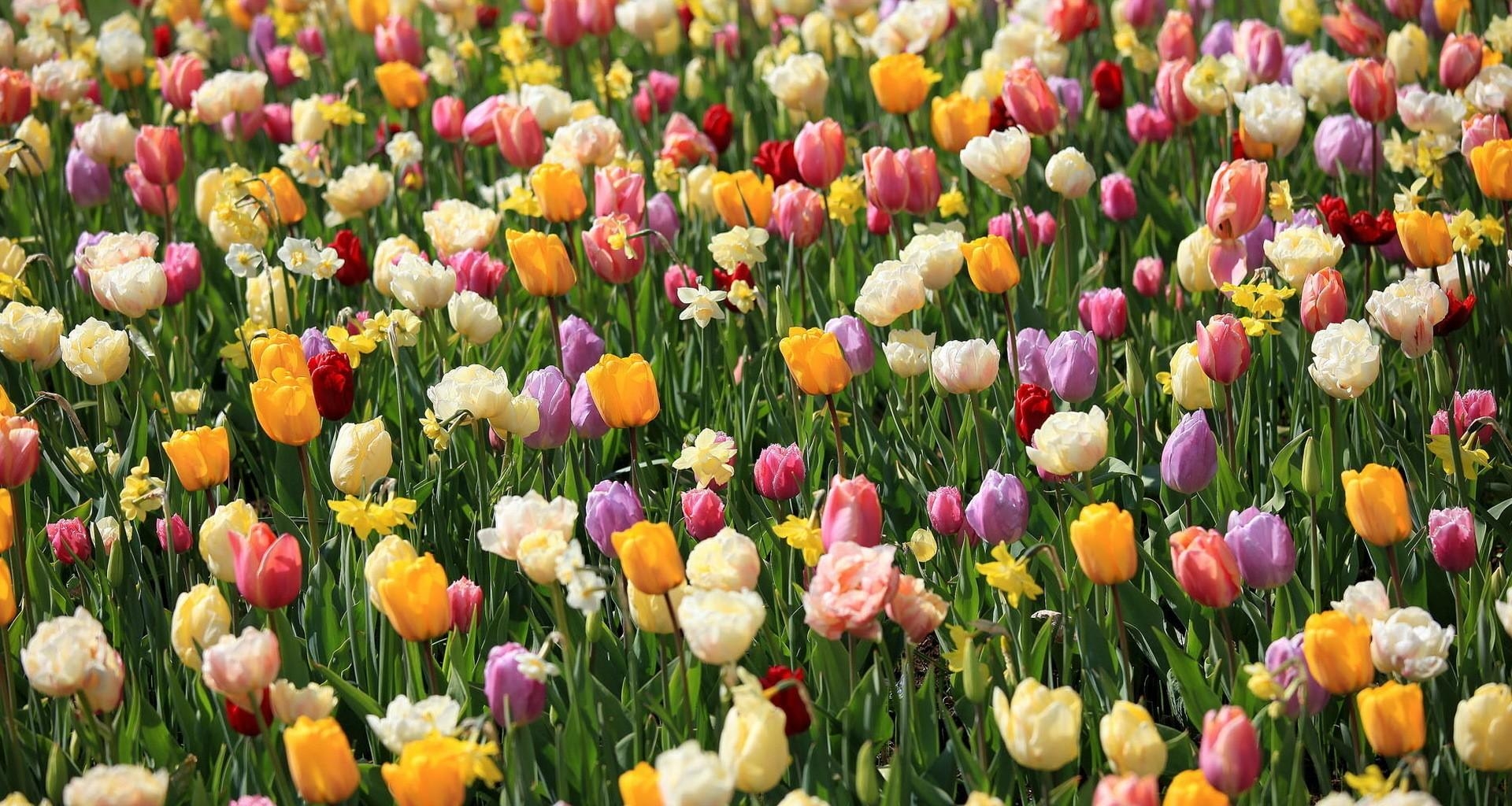 105718 завантажити шпалери тюльпани, квіти, нарциси, клумба, клумбі, весна, настрій - заставки і картинки безкоштовно