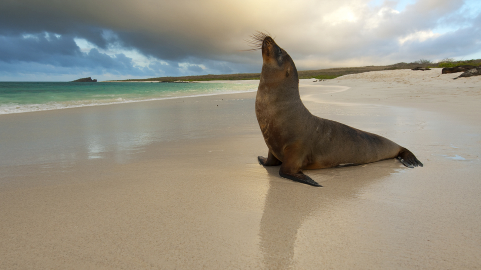 600762 descargar fondo de pantalla animales, león marino, playa, foca: protectores de pantalla e imágenes gratis