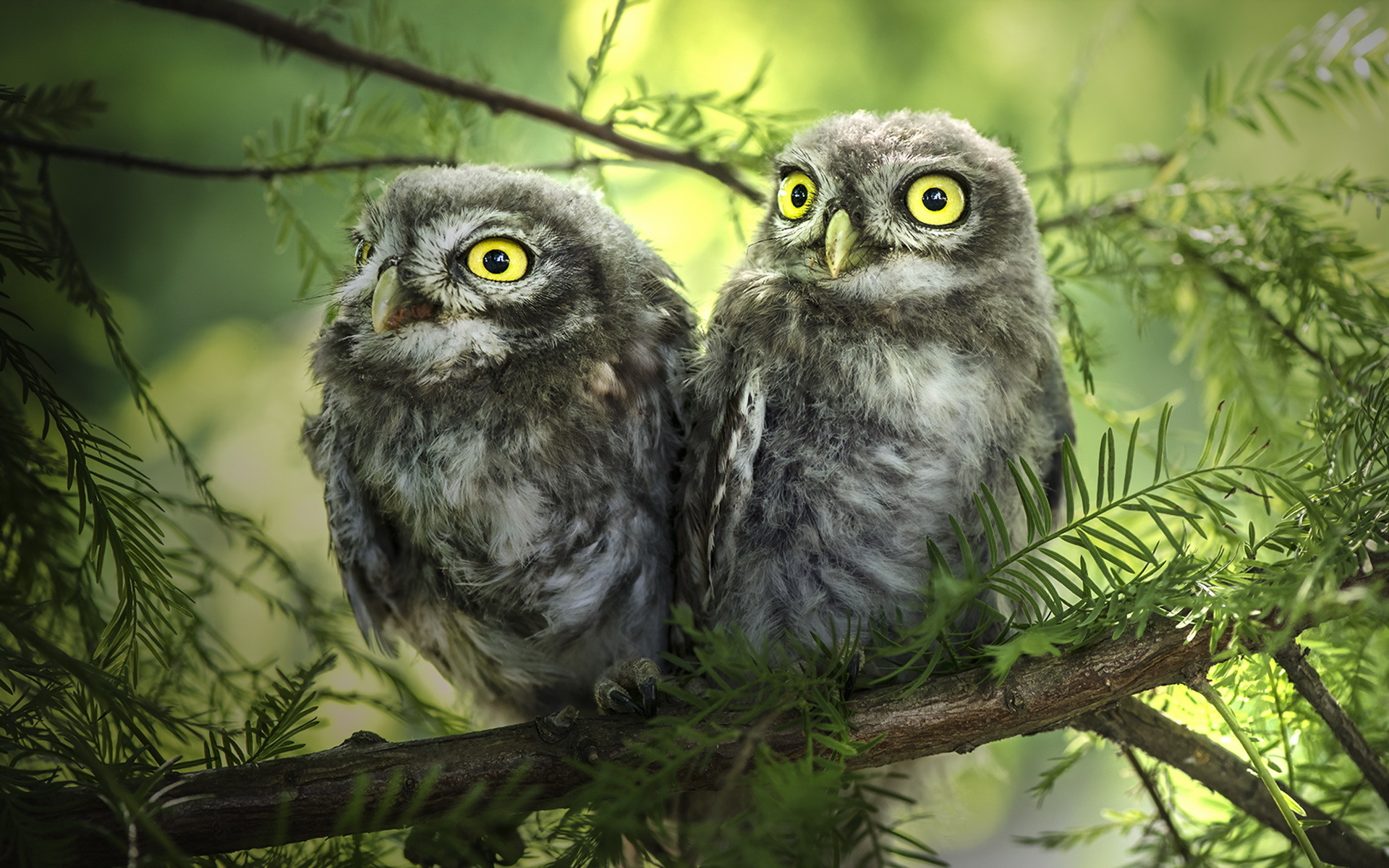 Popular Great Gray Owl HD Wallpaper