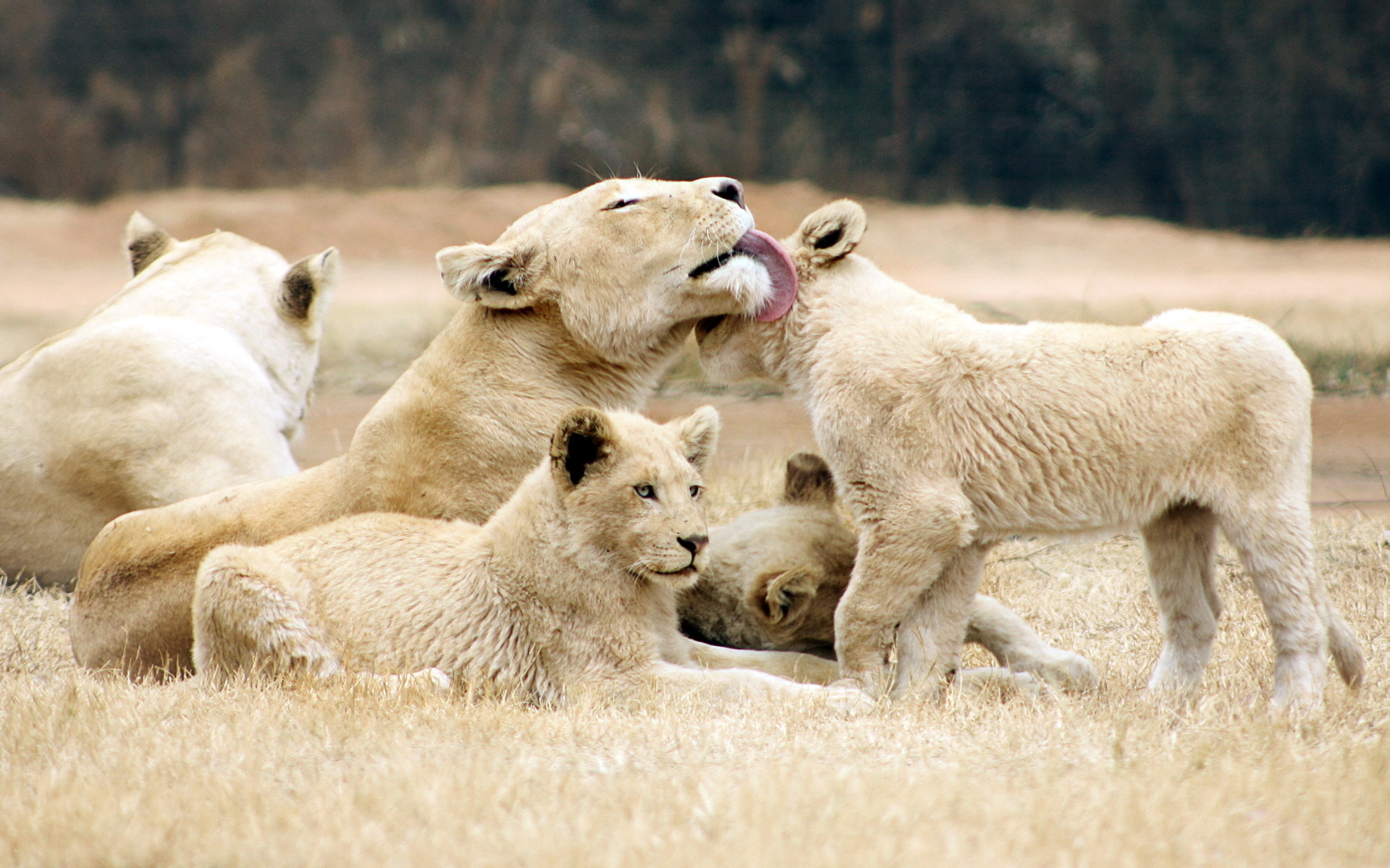 Full HD animal, white lion