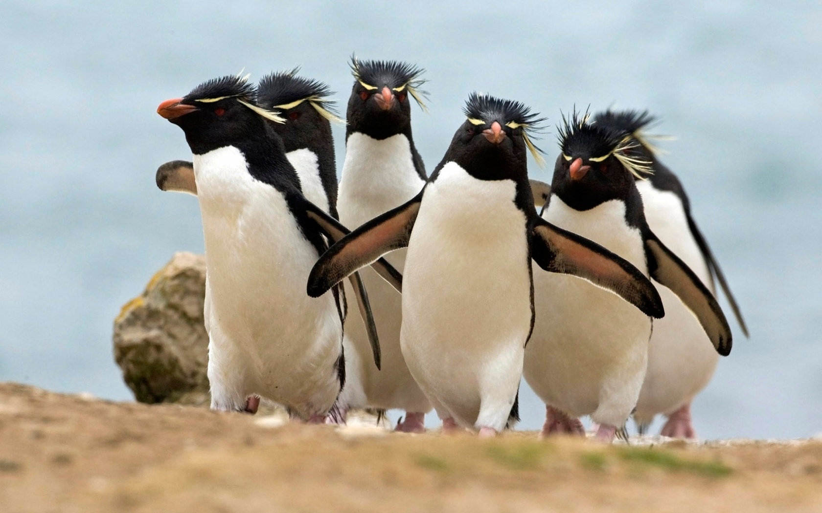 1435515 Bild herunterladen tiere, pinguin - Hintergrundbilder und Bildschirmschoner kostenlos