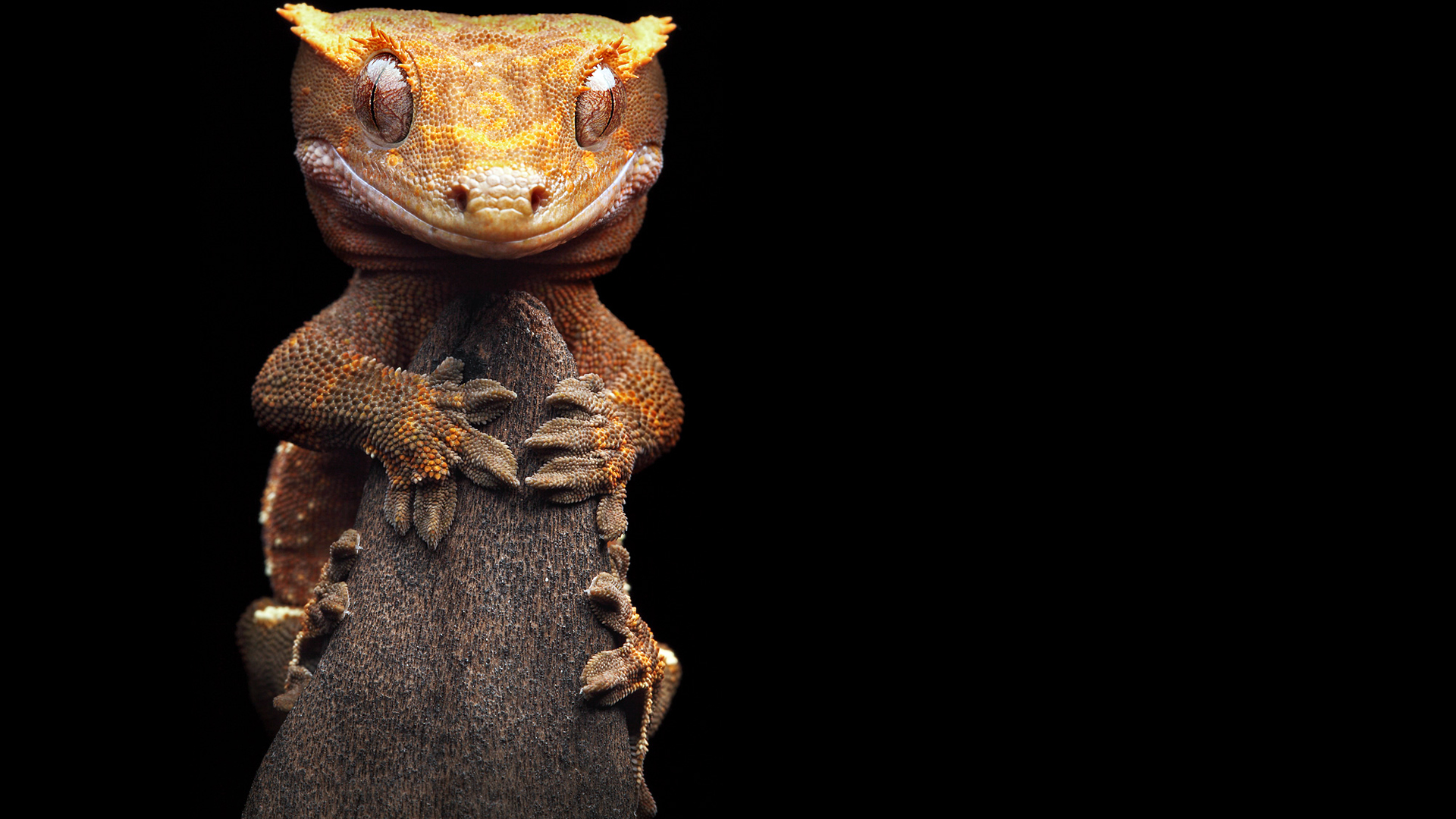 gecko, animal, reptiles 32K