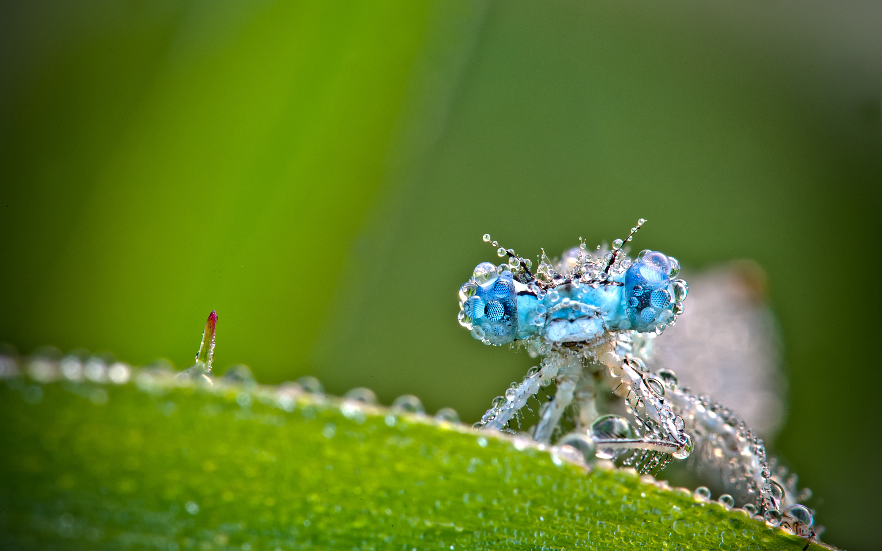 green, close up, animal, insect, dragonfly, water drop Full HD