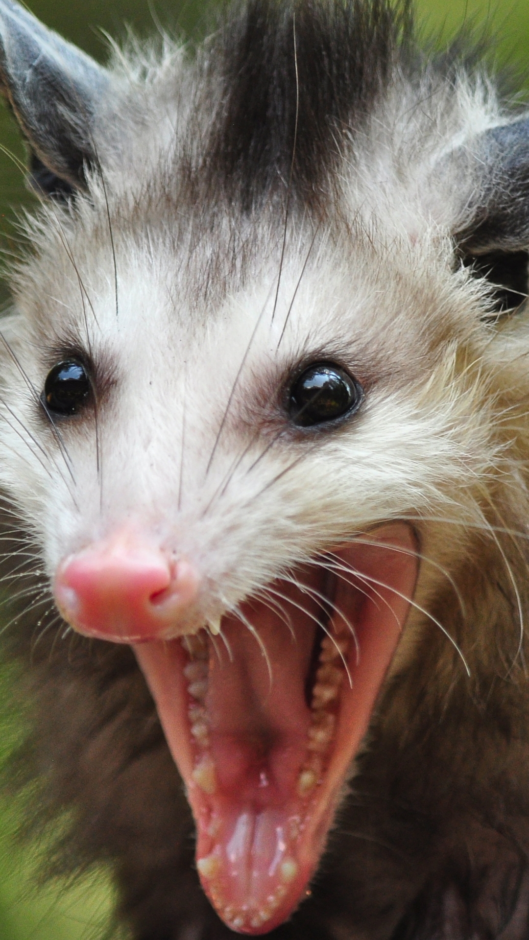 HD wallpaper animal, opossum