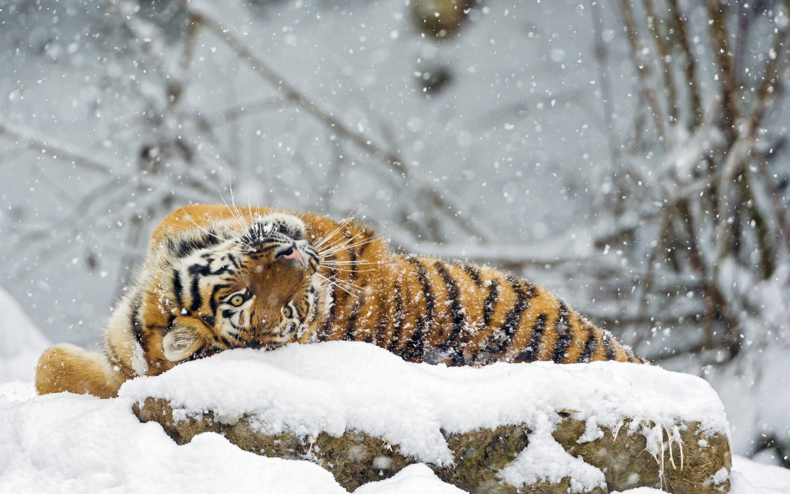 Амурский тигр зима с тигрятами