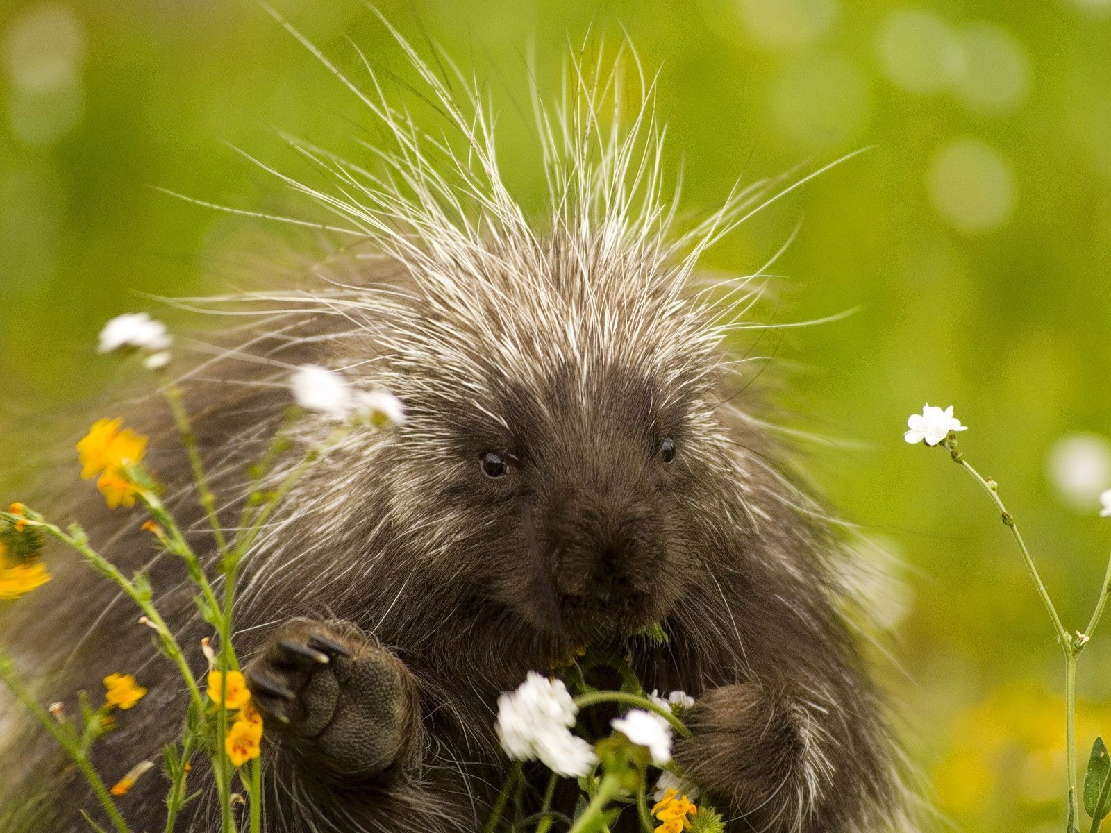 Download mobile wallpaper Porcupine, Animals for free.