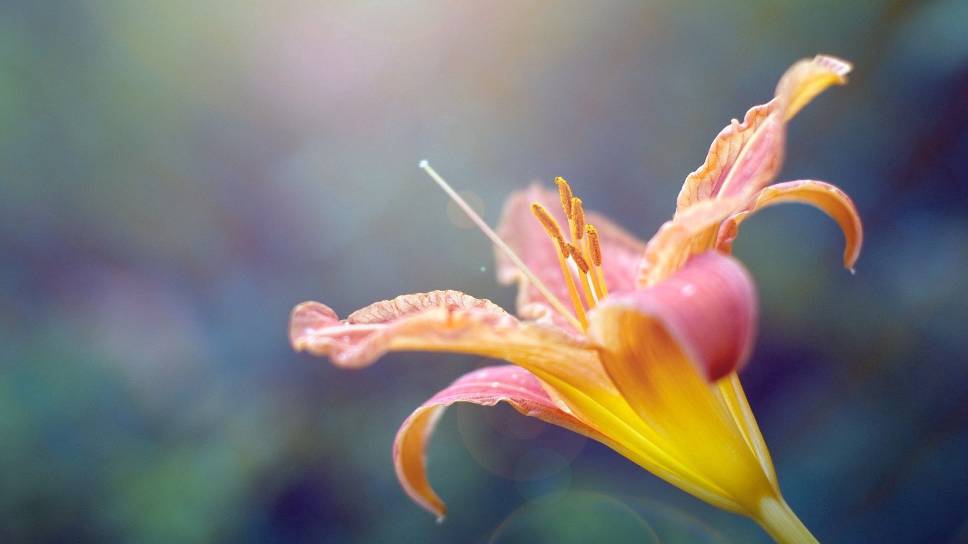 Laden Sie das Pflanze, Makro, Lily, Lilie, Staubblätter, Blume-Bild kostenlos auf Ihren PC-Desktop herunter