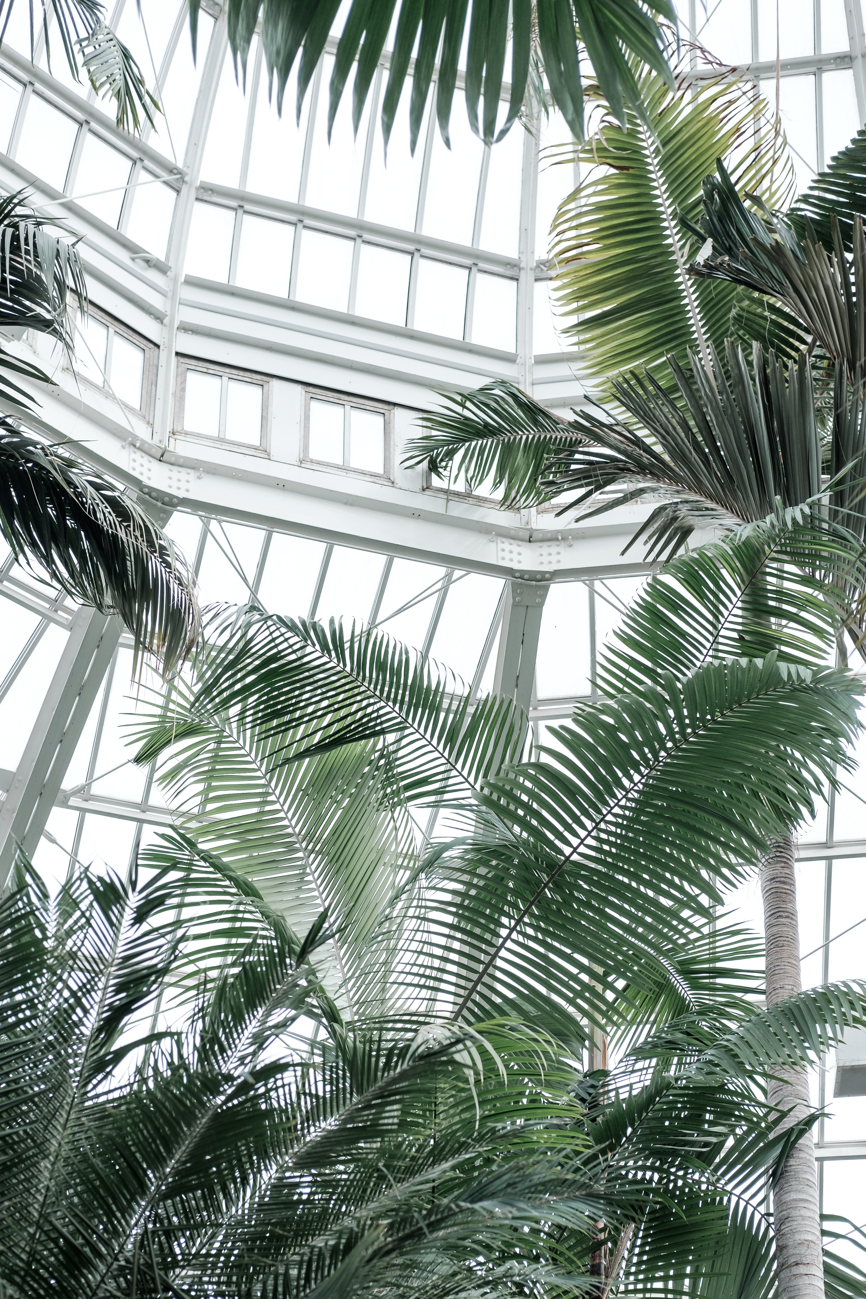 miscellaneous, plants, palms, miscellanea, tropical, greenhouse