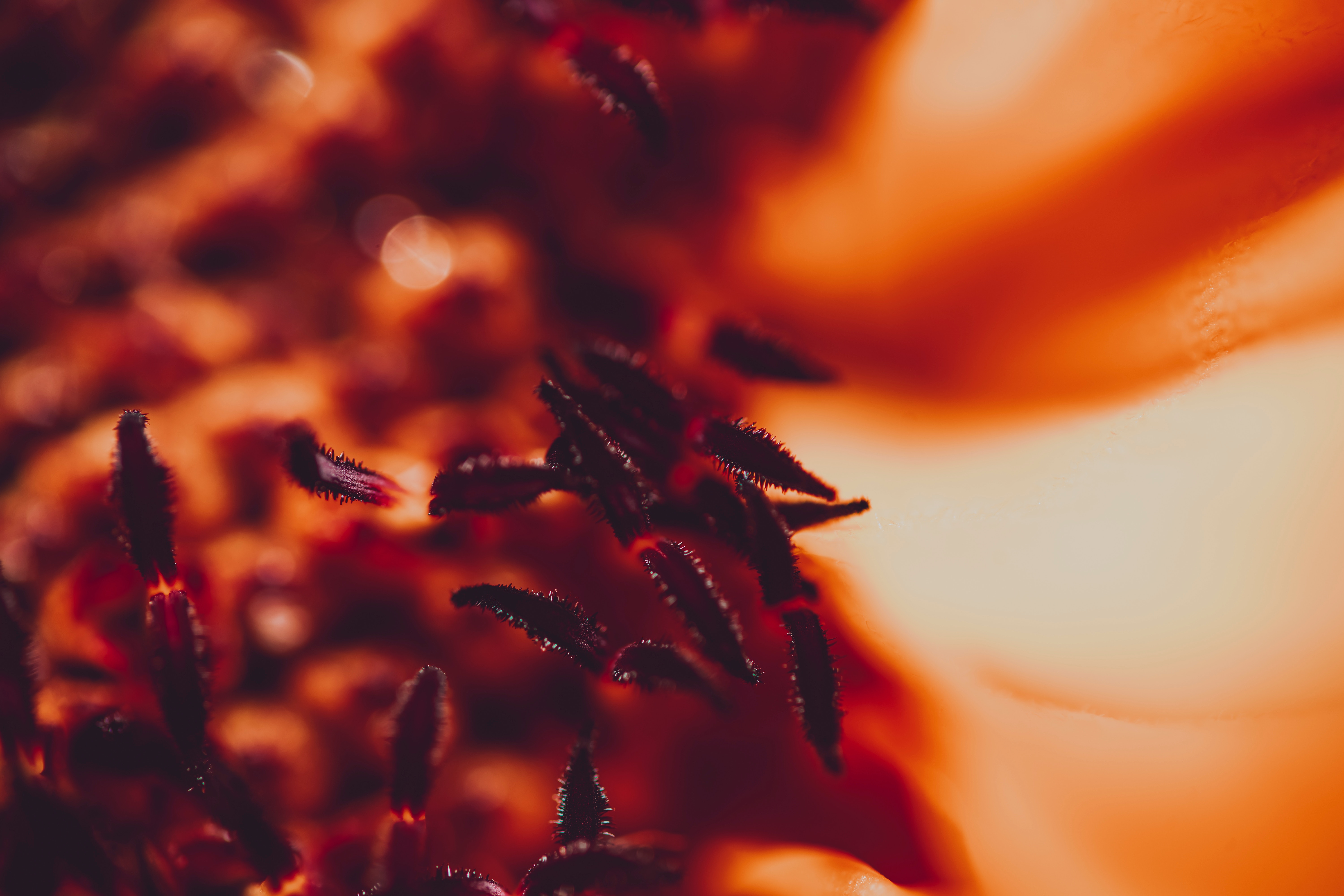 flower, macro, stamens, pollen HD wallpaper