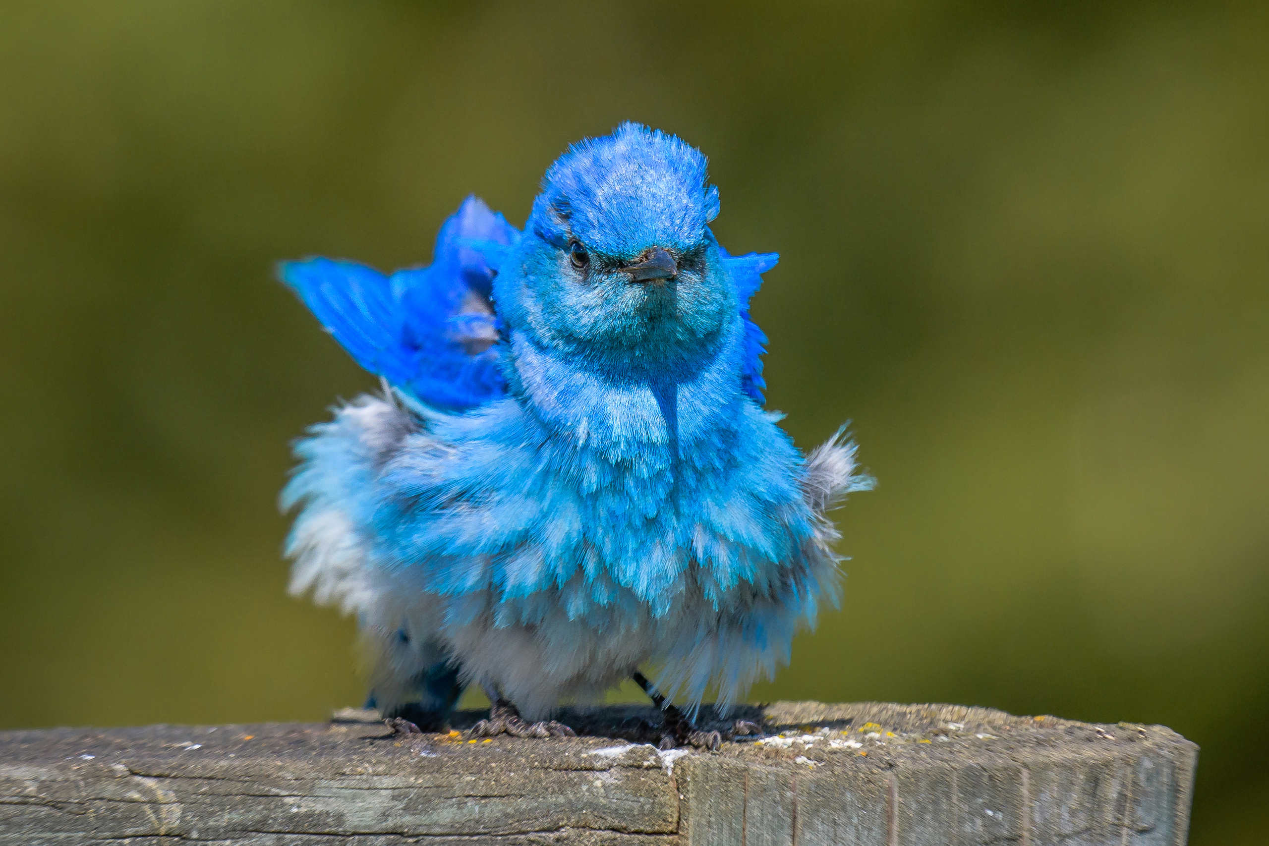 412389 скачать картинку животные, синяя птица, птицы, милые, перо, воробьинообразные - обои и заставки бесплатно