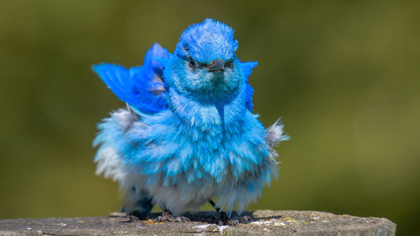 Синяя птица под. Блю сиалия голубая птичка. Сиалия Лазурная. Сиалия Лазурная птица. Синяя птица ультрамарин.