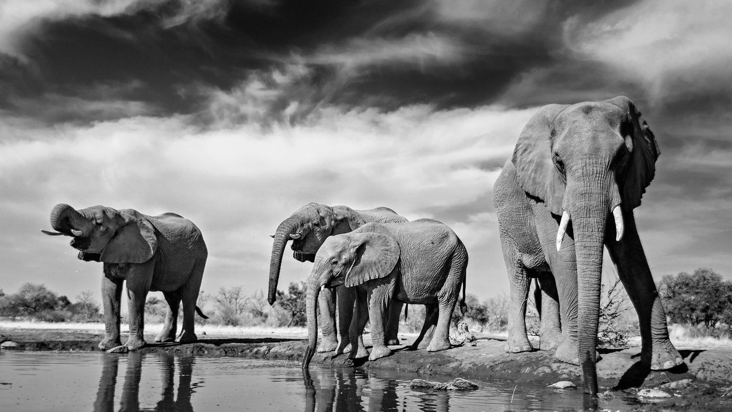 Черная слоновая. Слоны черно белые. Белые слоны. Черный слон. Картина слоны.