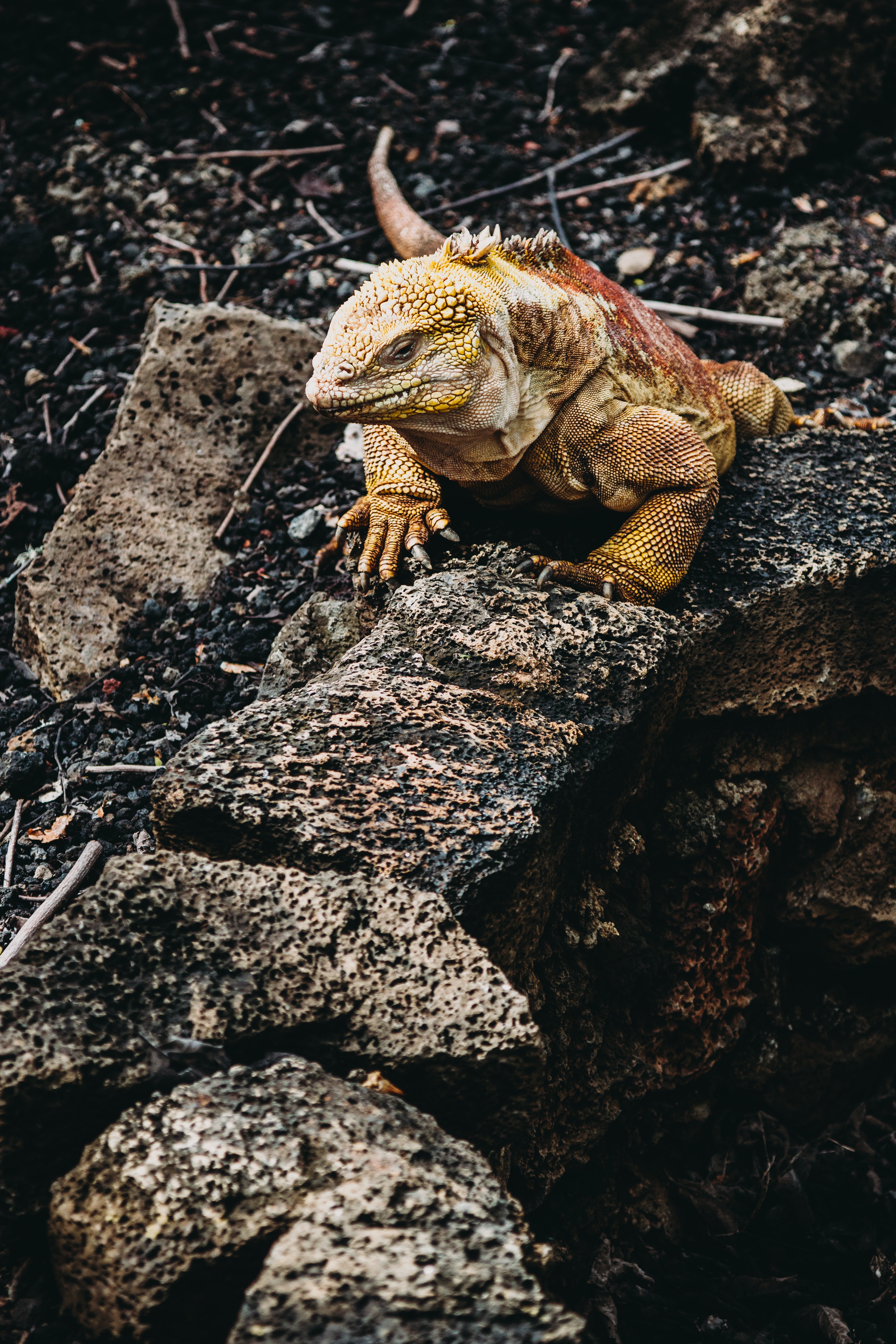 iguana, animals, stones, lizard, reptile HD wallpaper