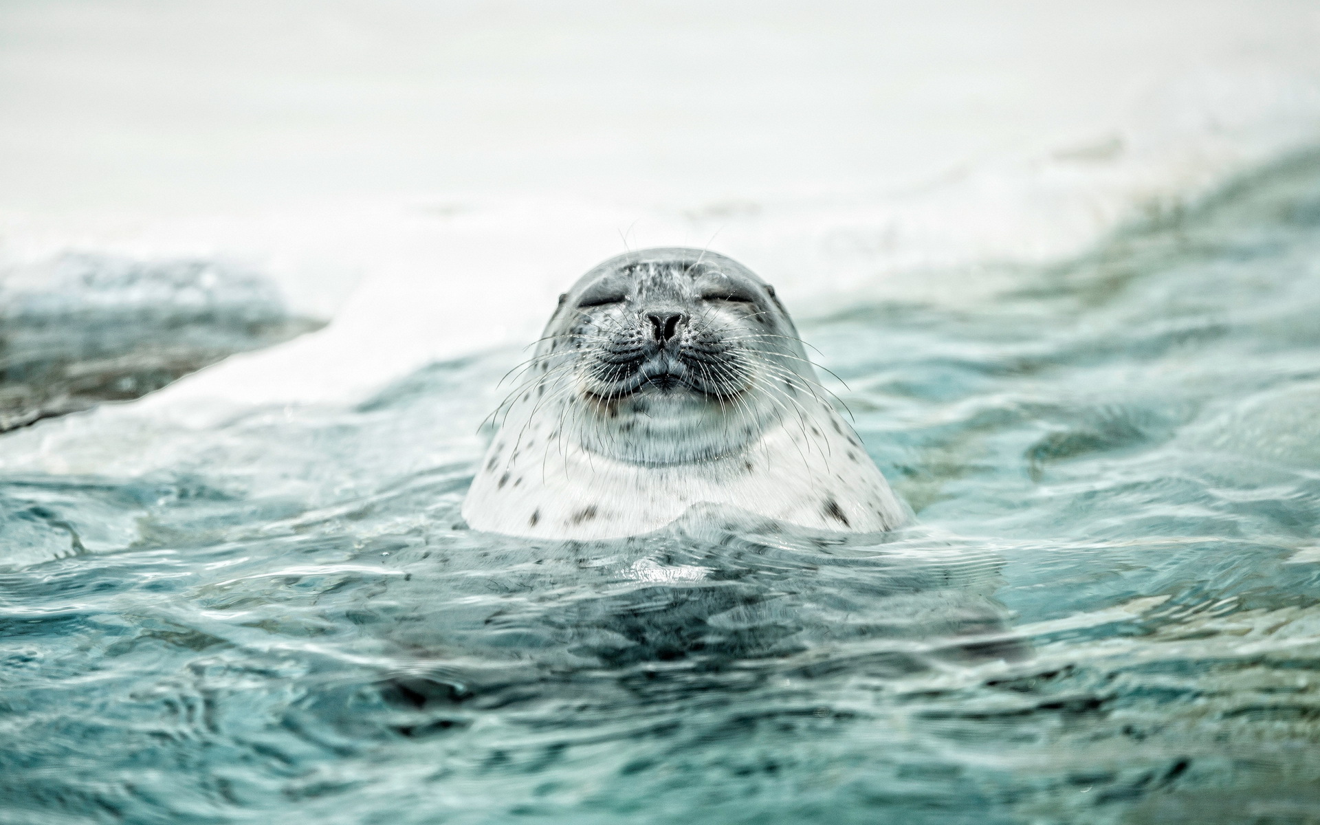 seals, animal, seal HD wallpaper