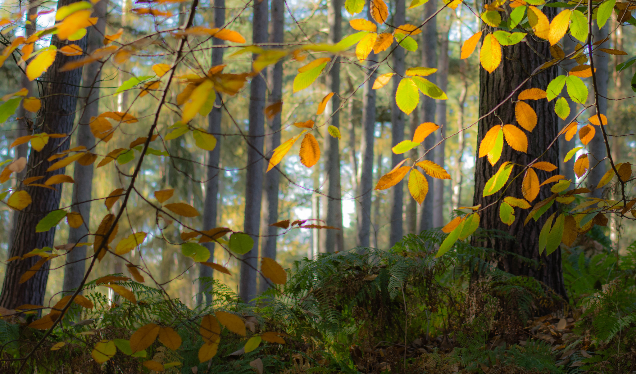earth, leaf, fall, forest, oak, tree 1080p