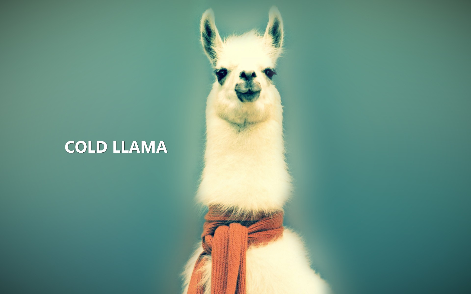 Llama HD Smartphone Background