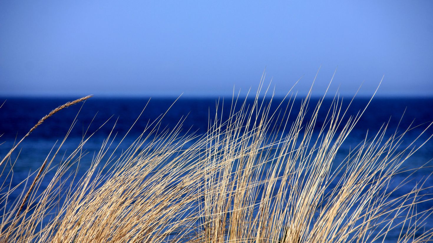 Трава у моря. Голубая трава Австралия. Синие растения. Поле море. Холодный ветер на море 4