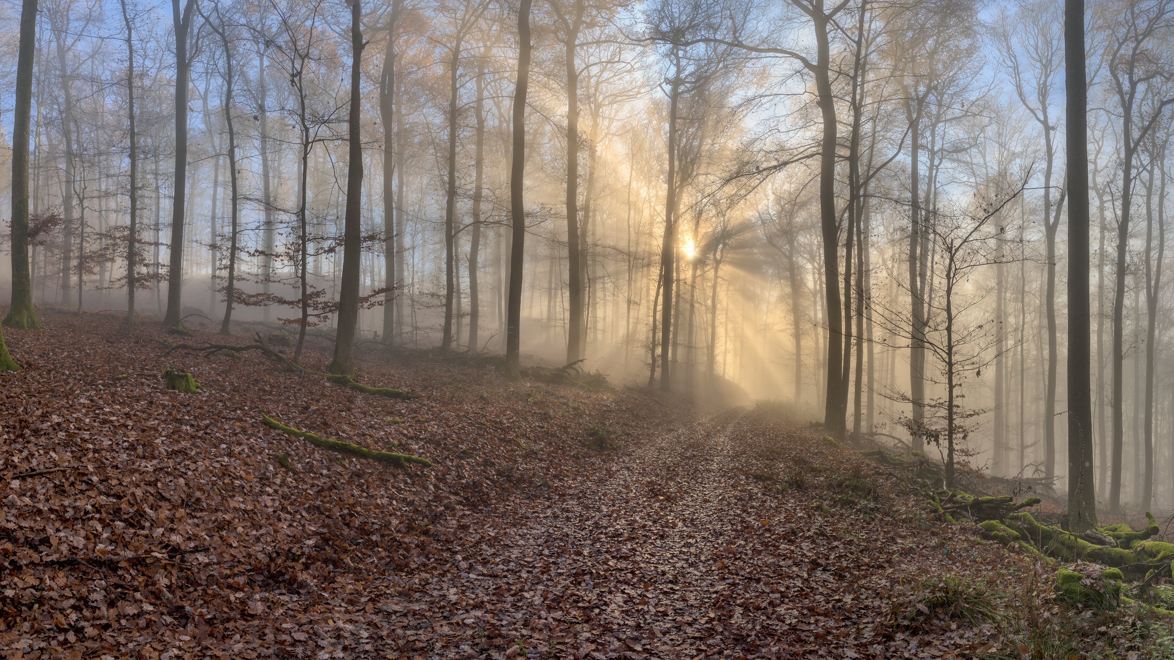 earth, sunbeam, fall, fog, forest, path, trunk