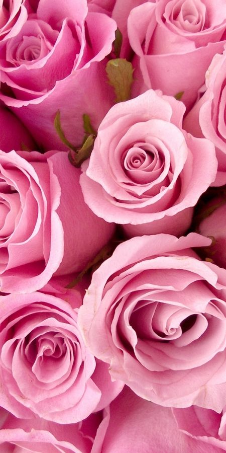 Игра проверь телефон розы. Розовые розы. Цветы розового цвета. Классные цветы. Розовые розы фон.