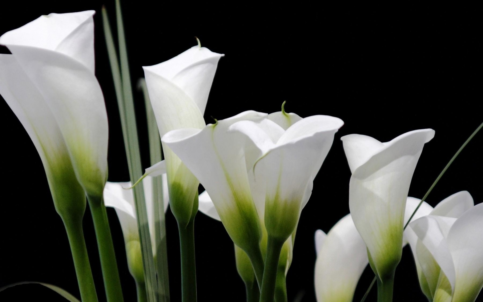 earth, calla lily, flowers