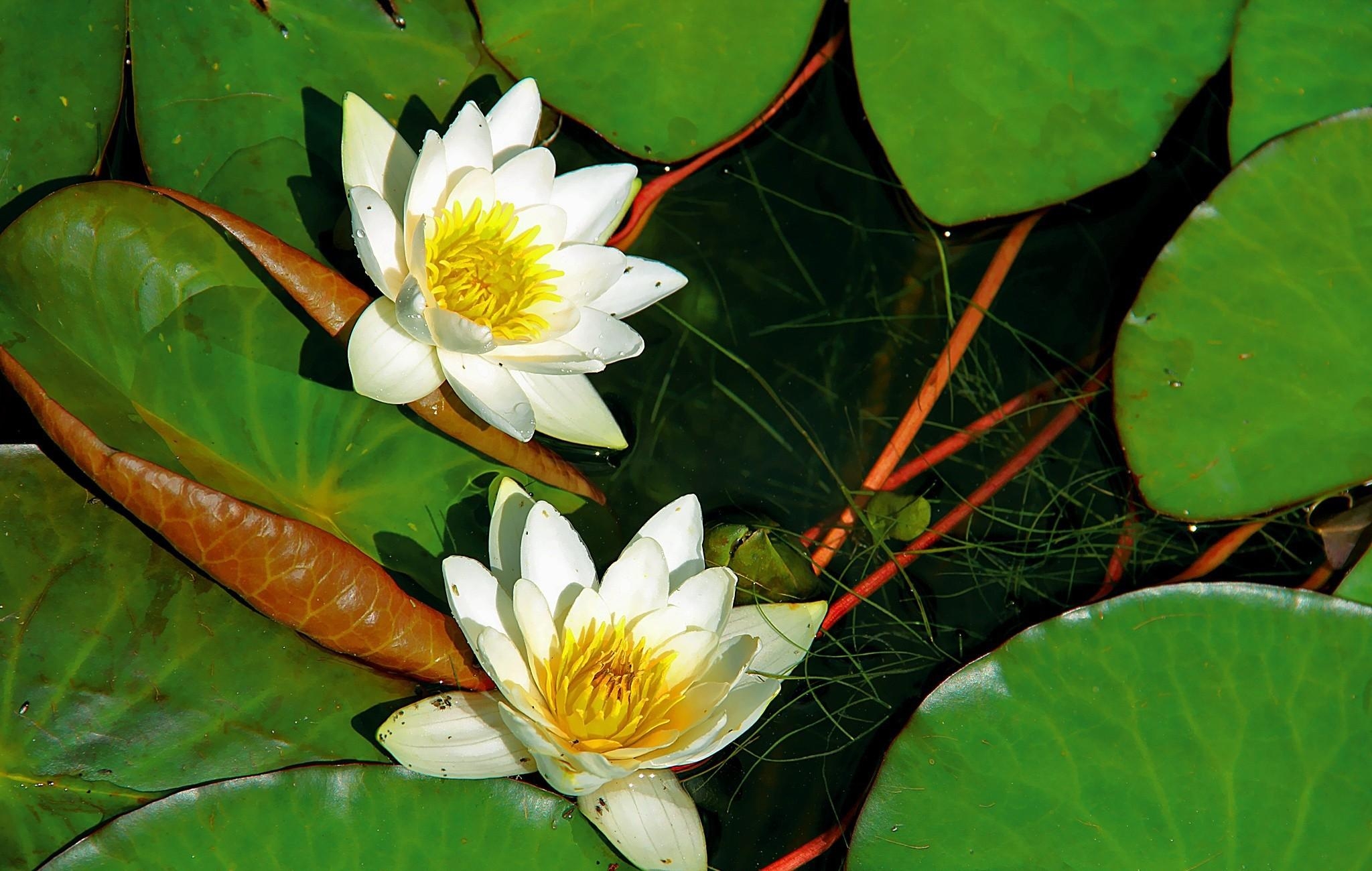 iPhone Wallpapers  Water Lilies