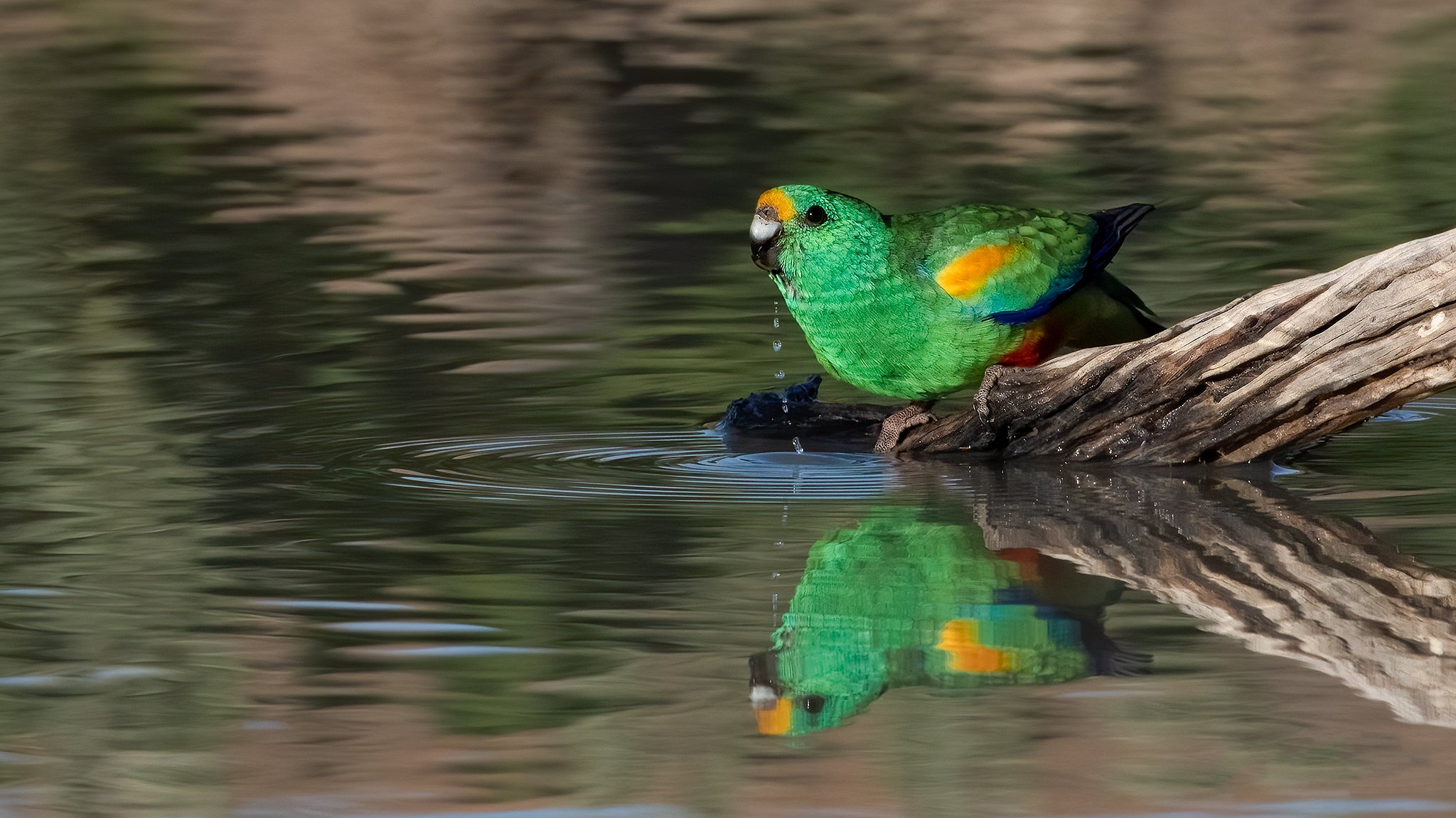 Download mobile wallpaper Birds, Reflection, Animal, Pond, Log, Parrot for free.