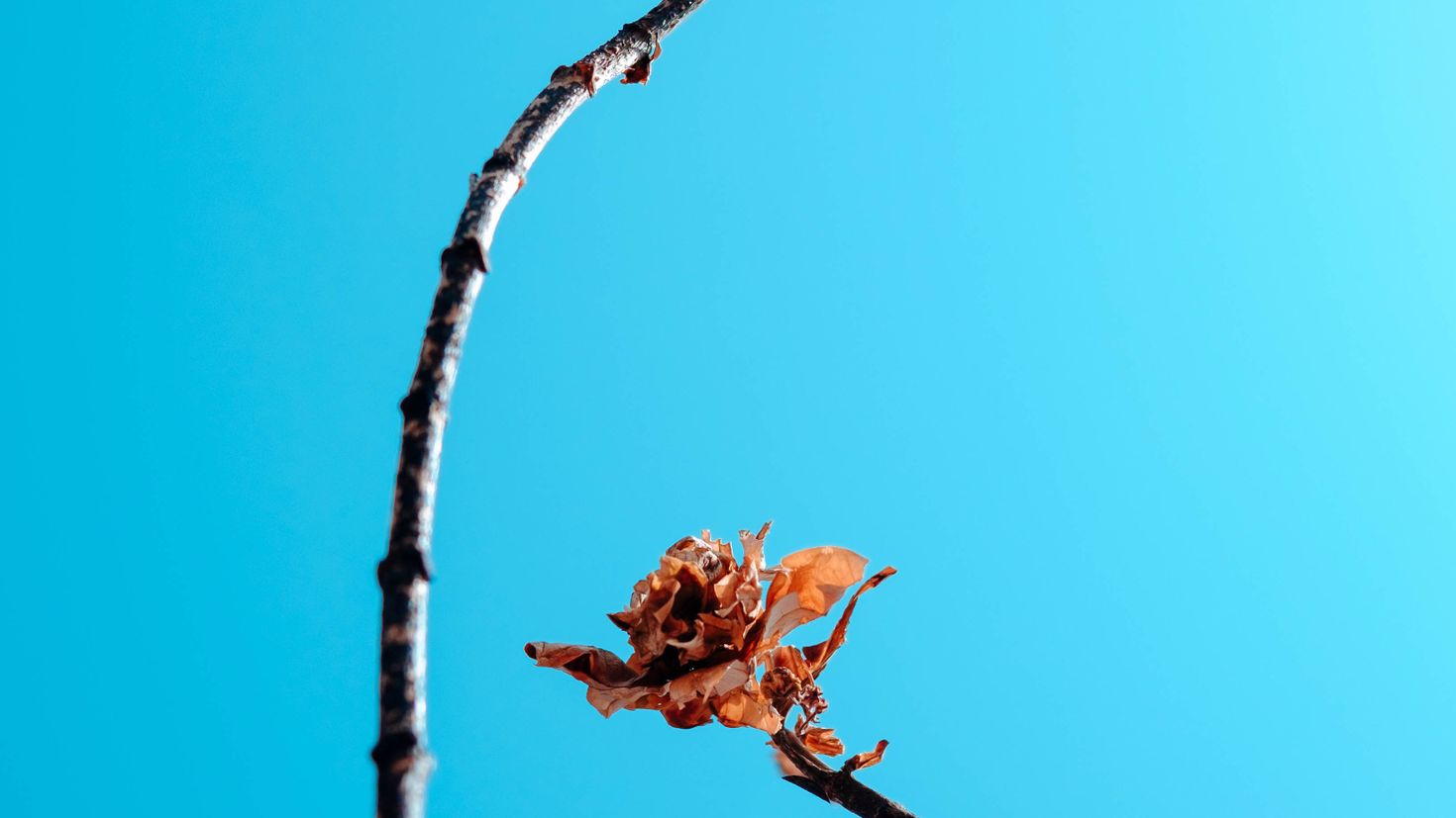 Wind on a dry branch. Ветка с листьями на небе. Картинки ребенок лежит на ветках листьях. Обои 3840x2160 листья ветки.