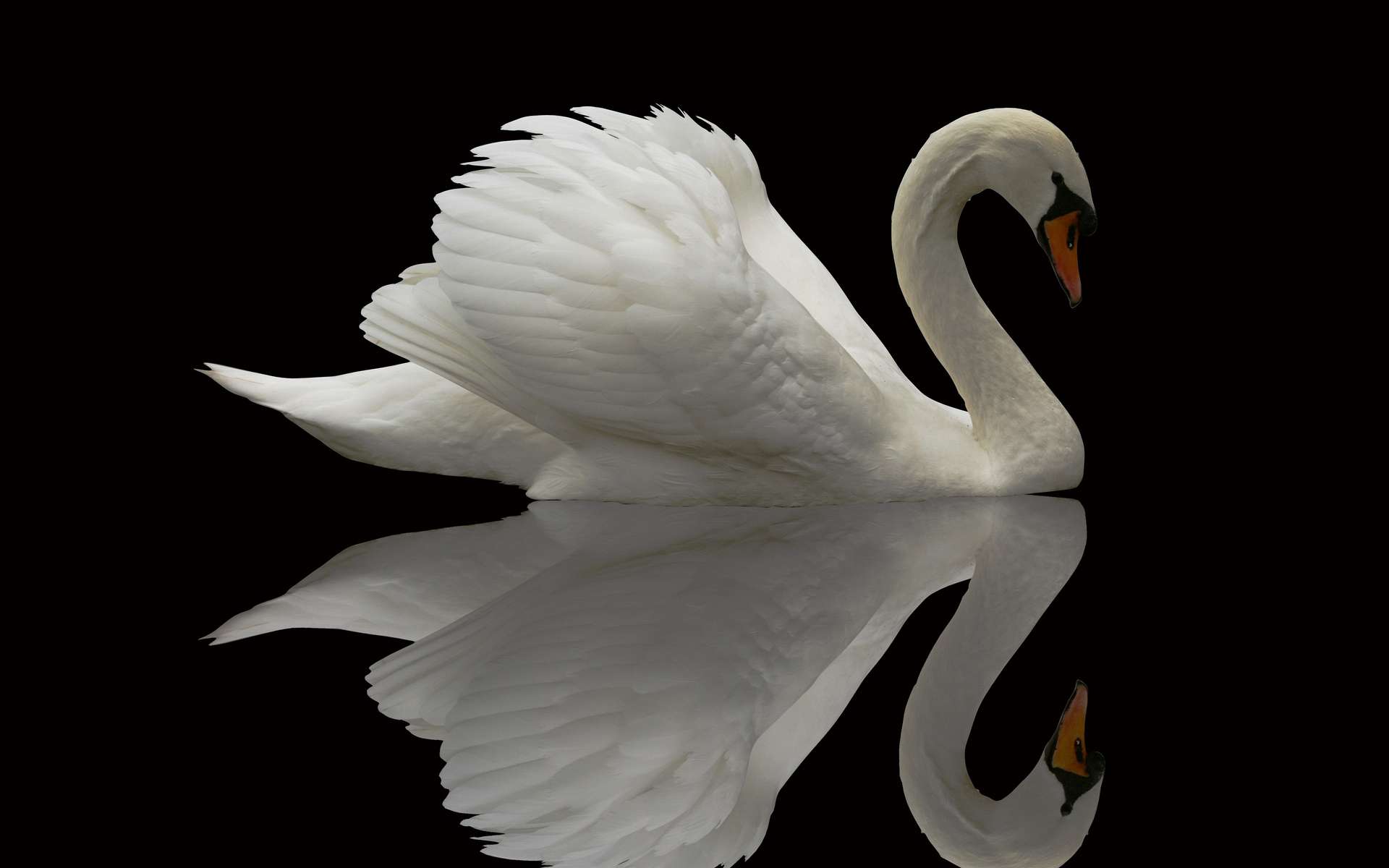 animal, mute swan, swan, birds phone wallpaper