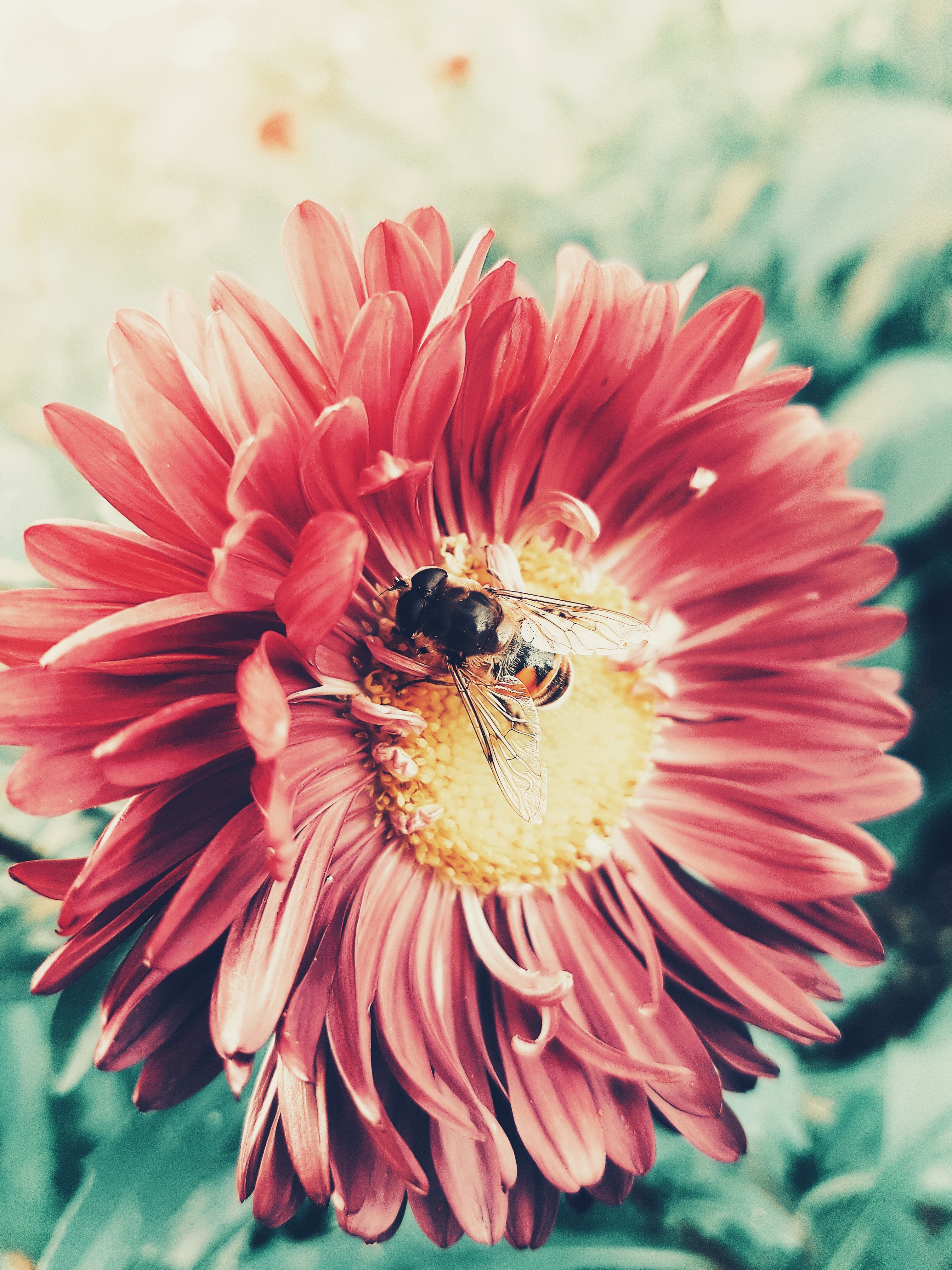 flower, macro, petals, insect, bee, pollination download HD wallpaper