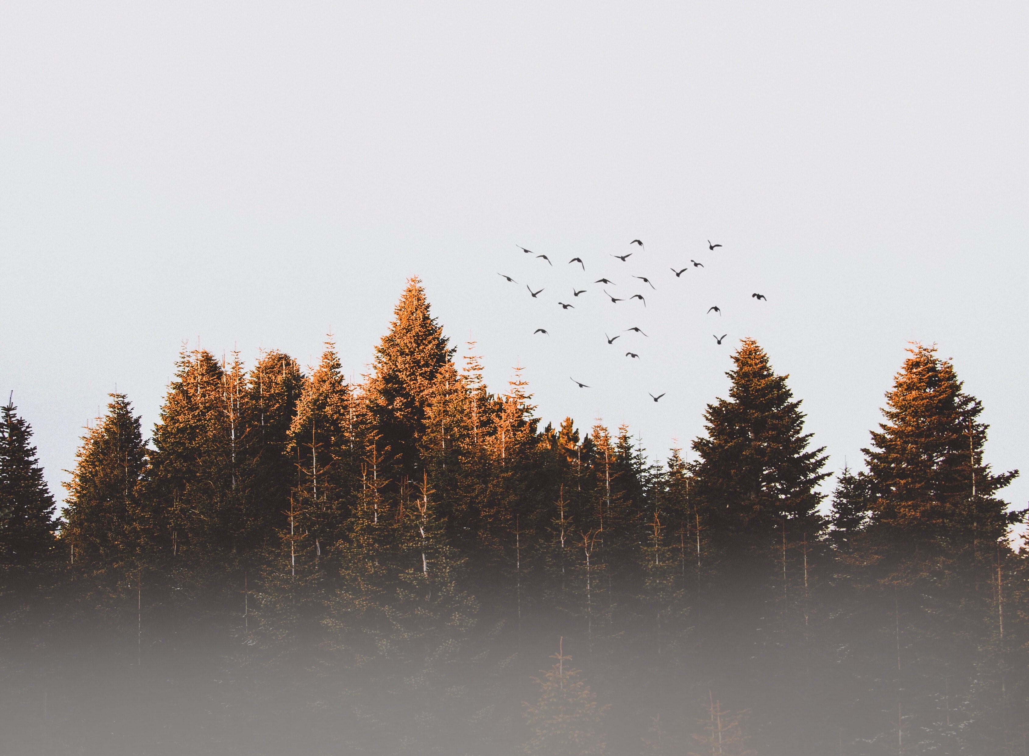 Mobile wallpaper fog, trees, nature, birds