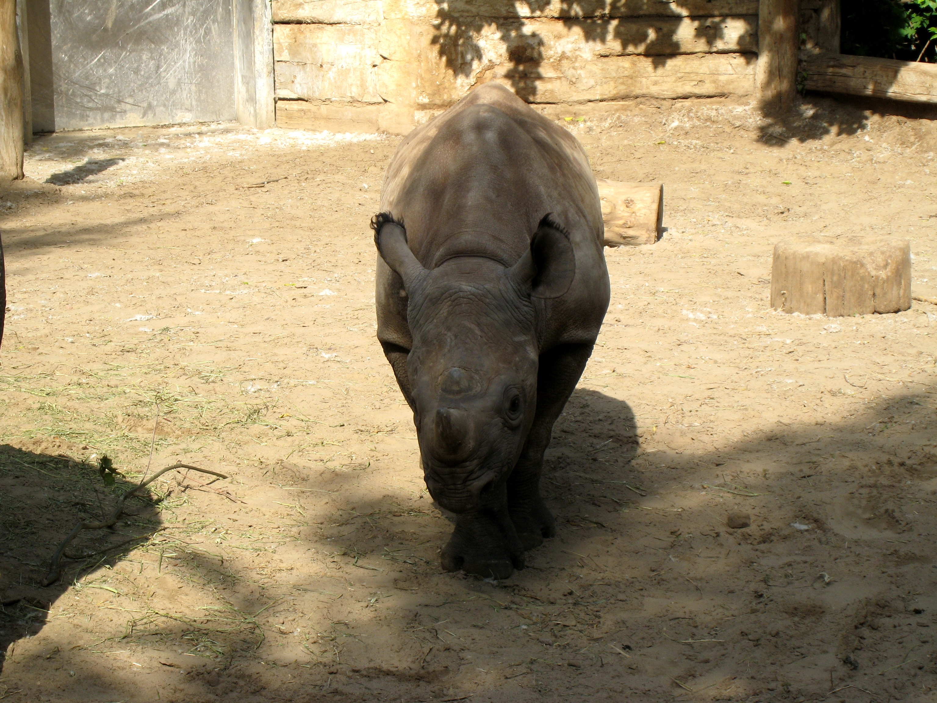 animals, shadow, rhinoceros, reserve QHD