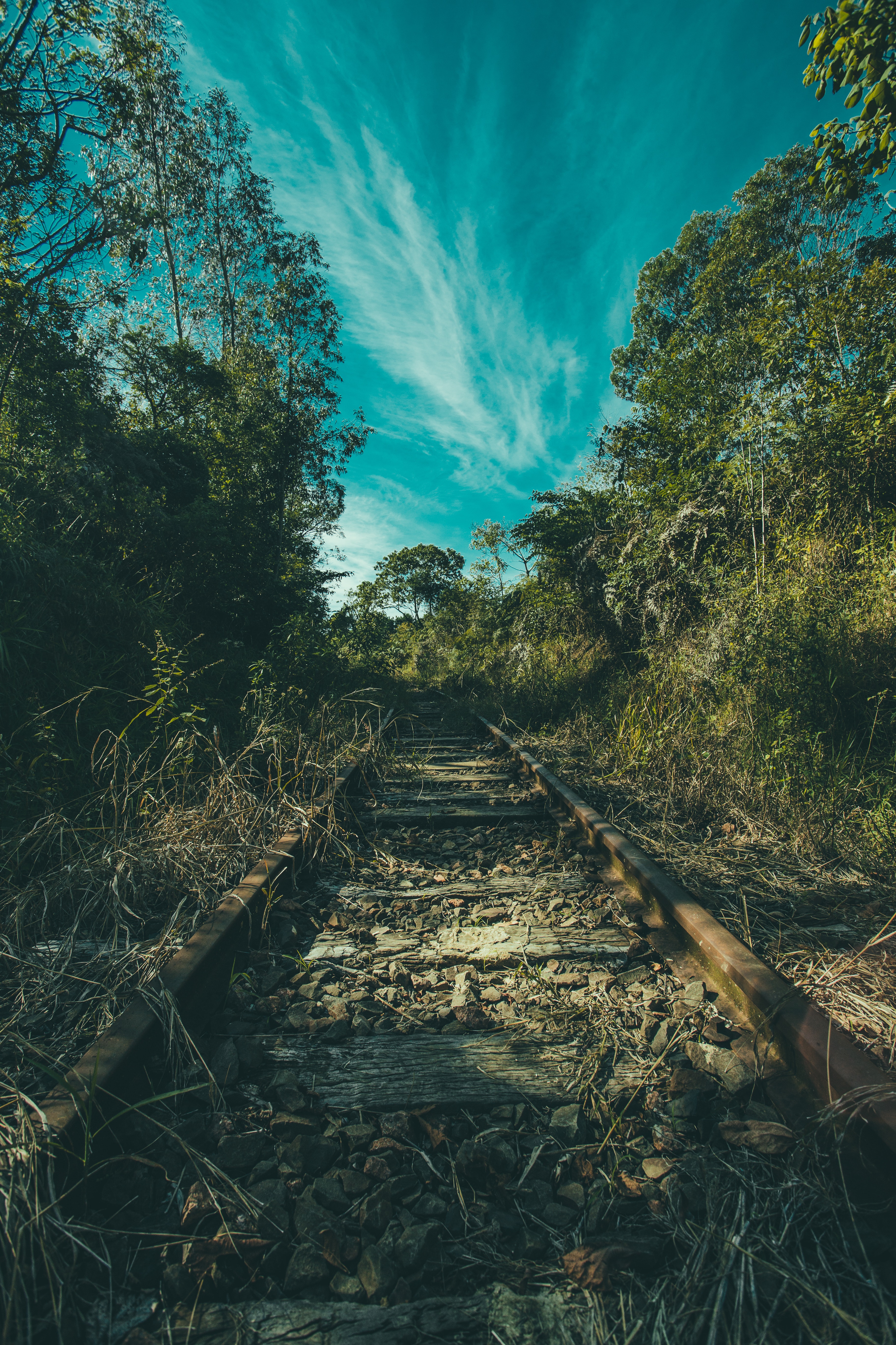 nature, railway, trees, grass, sky High Definition image