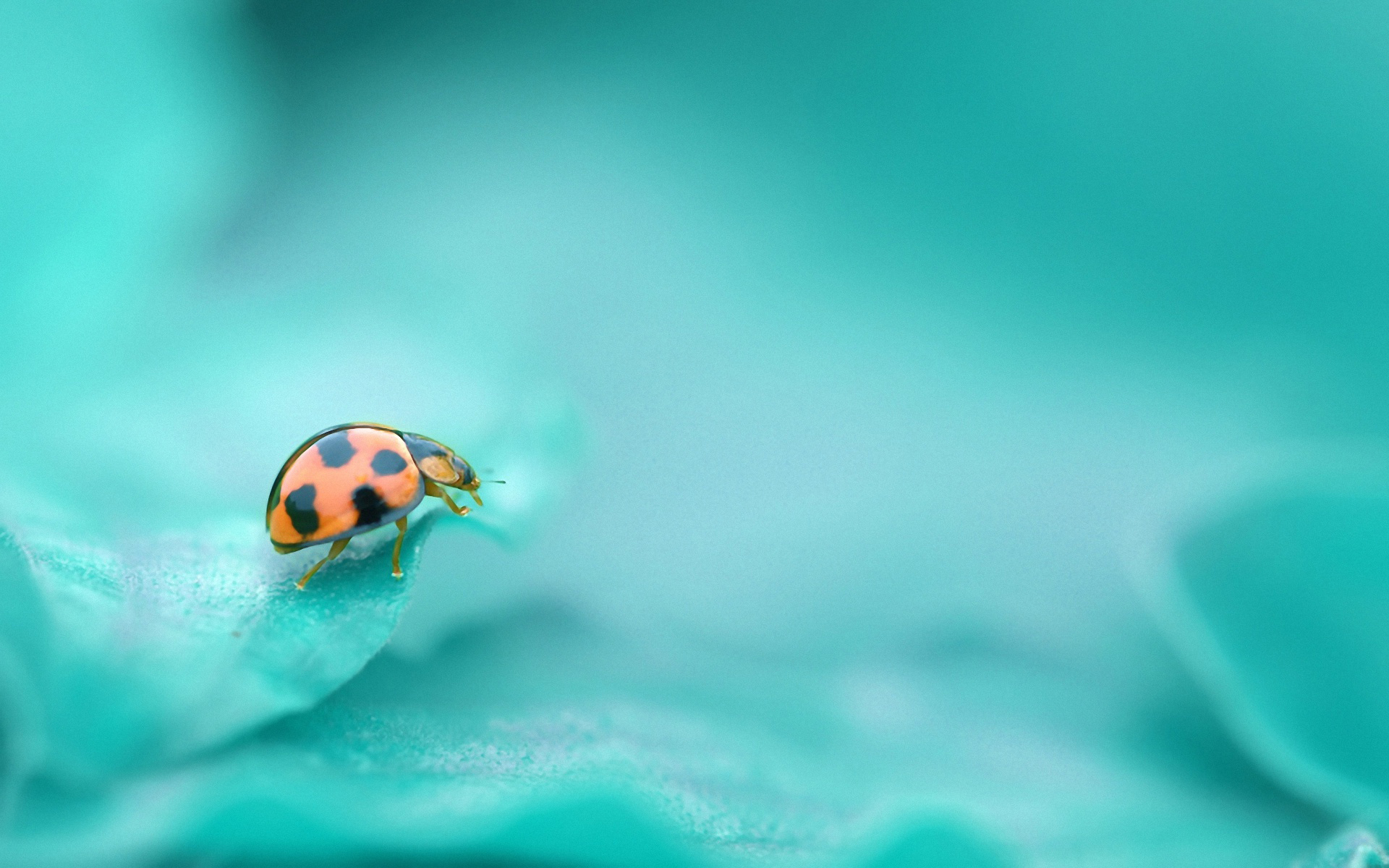 depth of field, animal, ladybug HD wallpaper