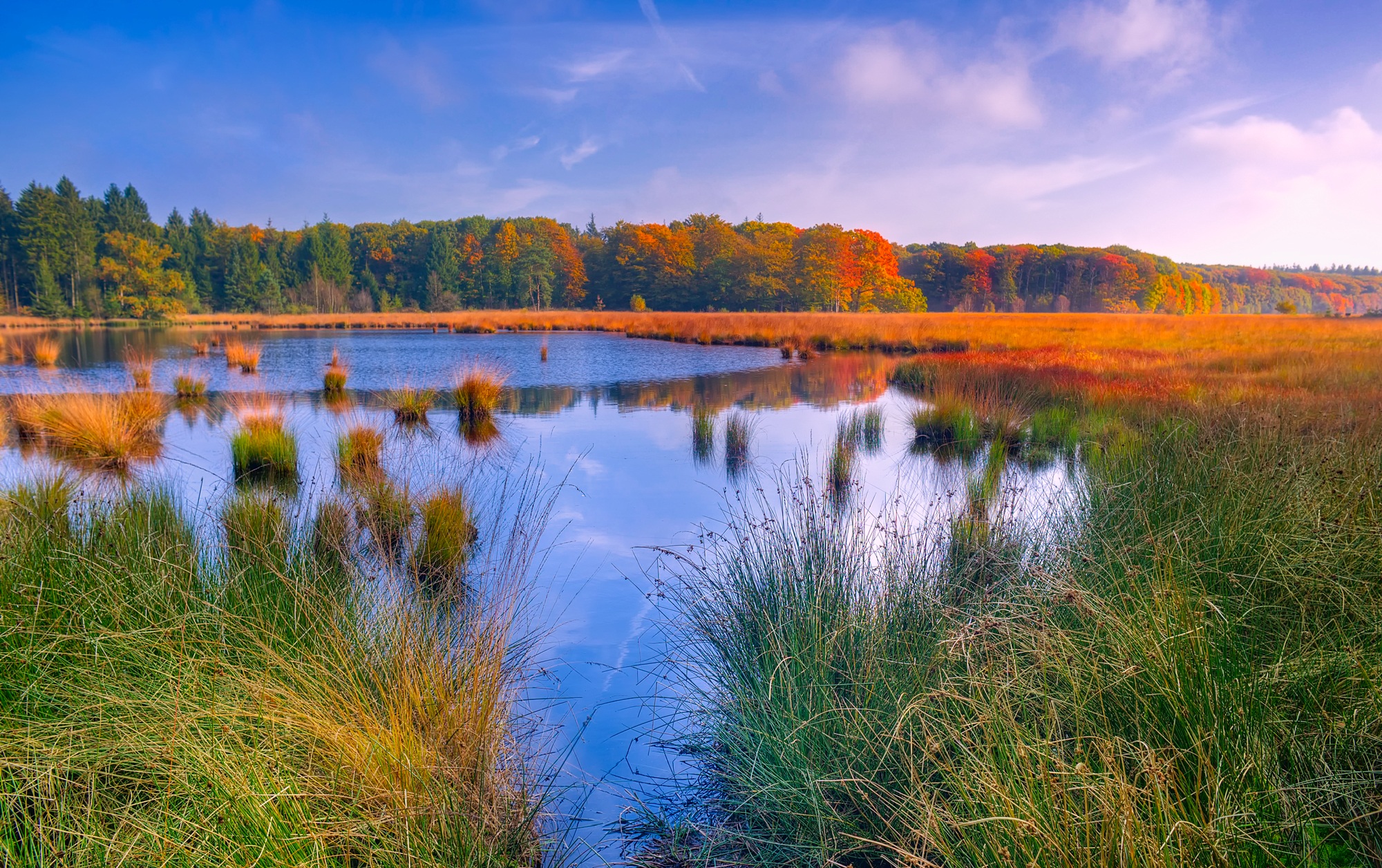 Free HD earth, lake, countryside, fall, forest, grass, landscape, nature, pond, reed, water, lakes
